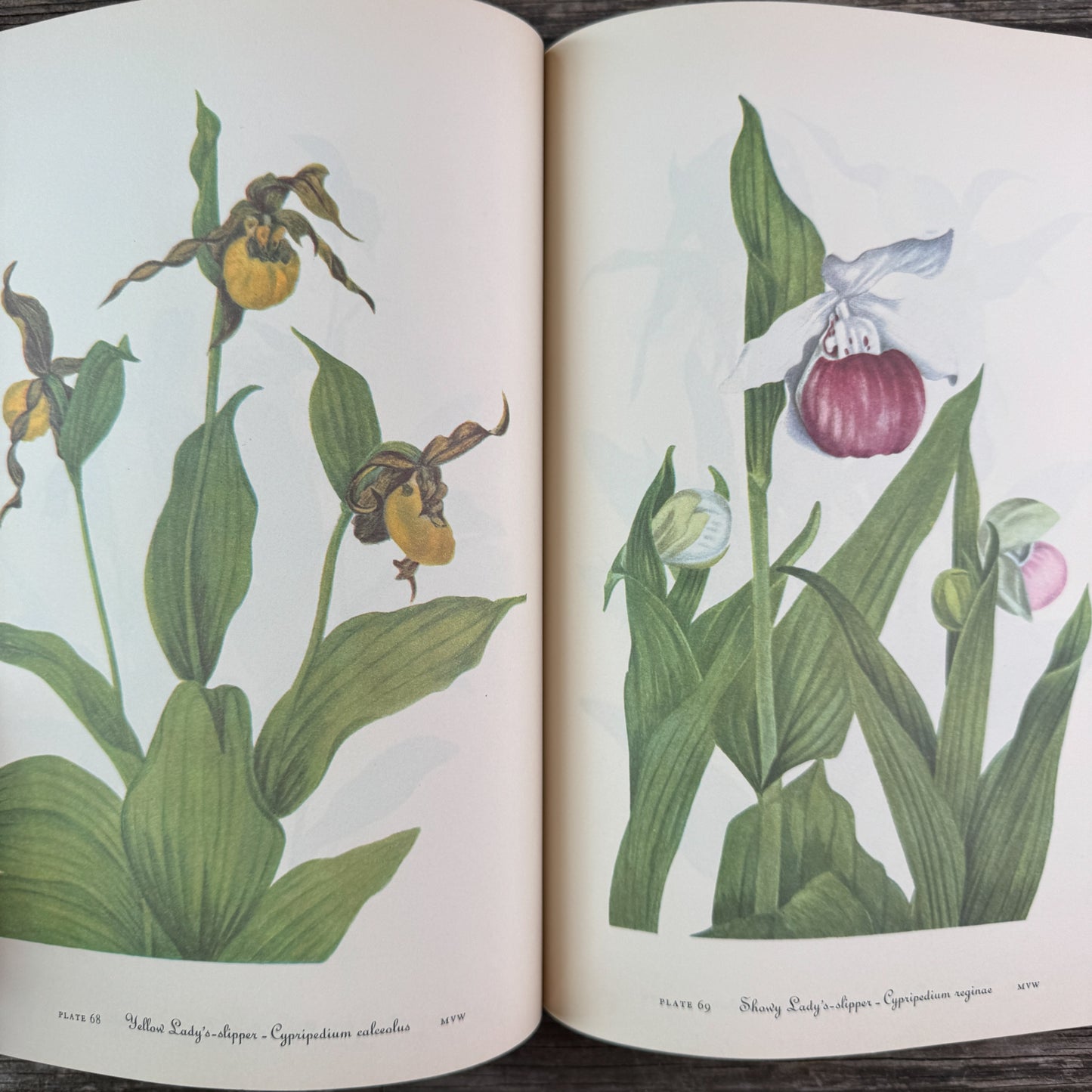 Wild Flowers of America, Oversized Hardcover, H.W. Rickett, 1953