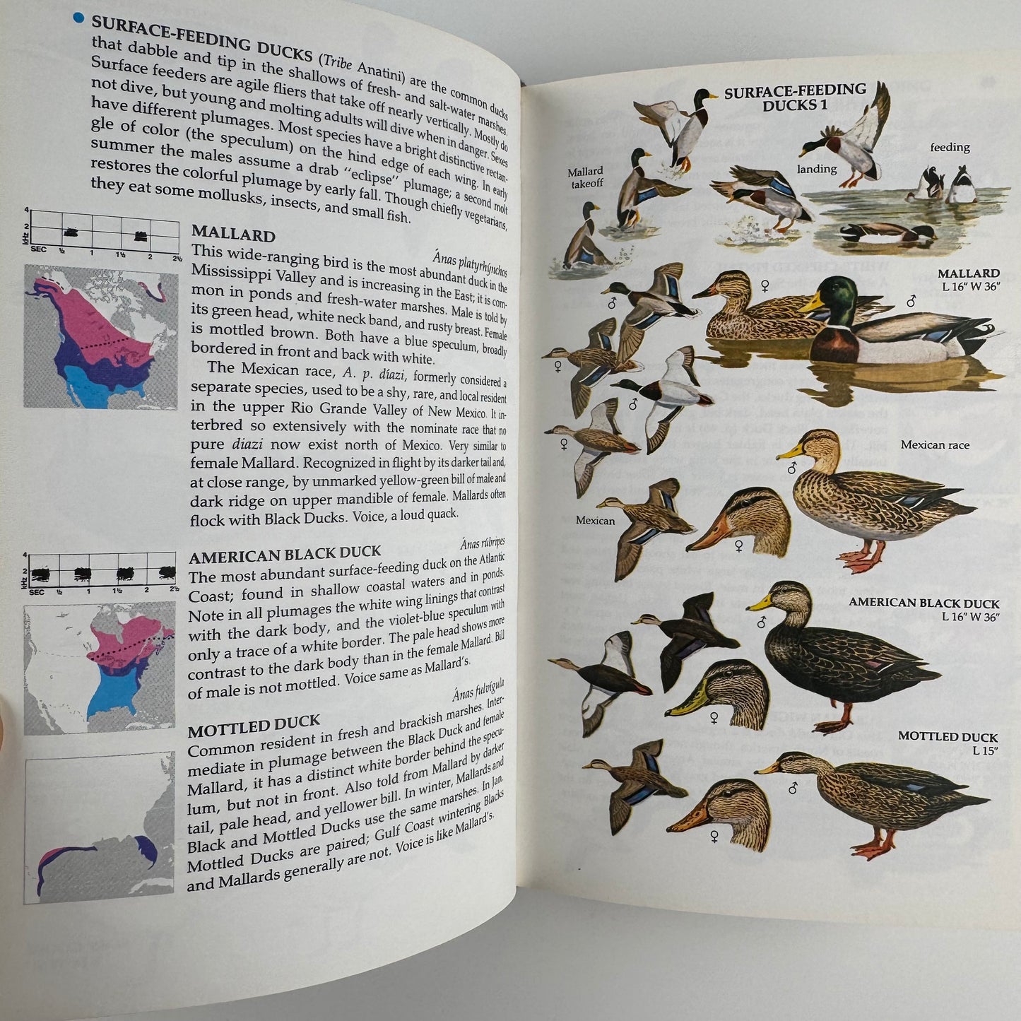 Birds of North America A Golden Guide to Field Identification HARDCOVER Blue 1983