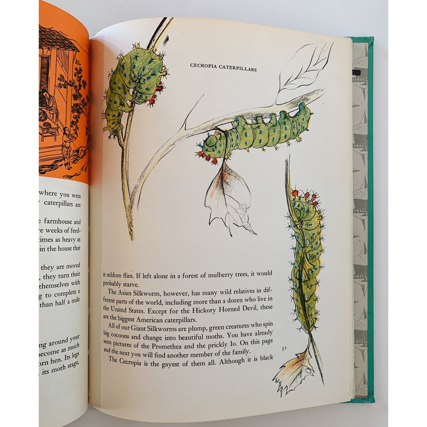 Caterpillars, Dorothy Sterling, 1965, Children's Nature Study Book