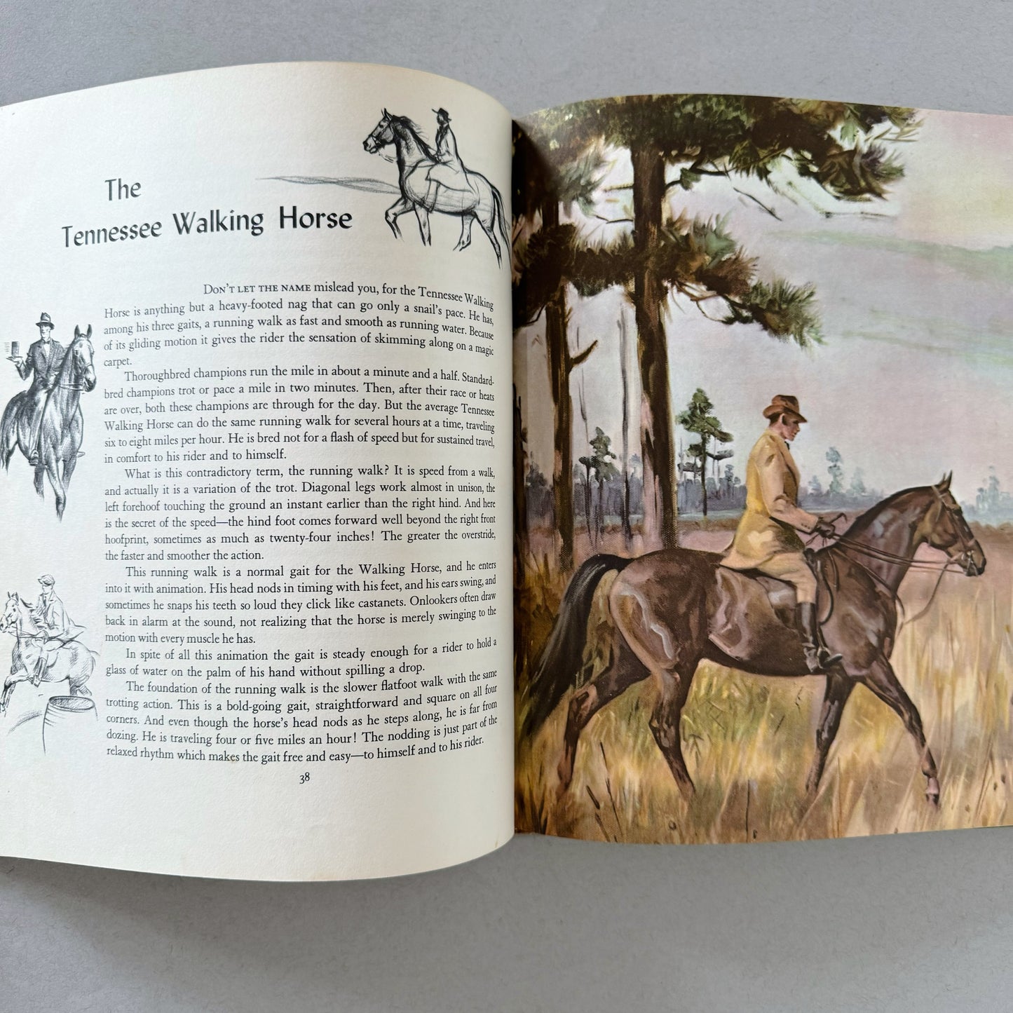 Album of Horses, Marguerite Henry, 1960, Illustrated Children's Guide to Horses