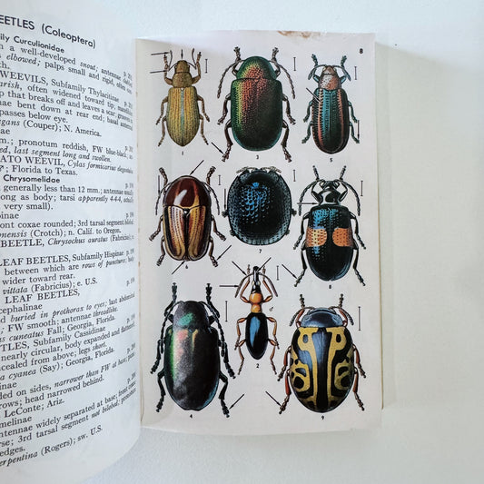 A Field Guide to Insects, 1970, Roger Tory Peterson, Paperback