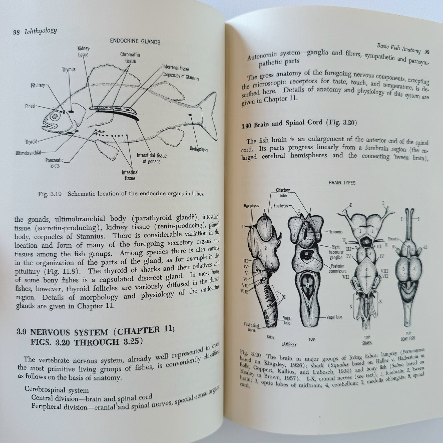 Ichthyology, Fish Zoology Vintage Mid-Century 1963 School Book (Copy)