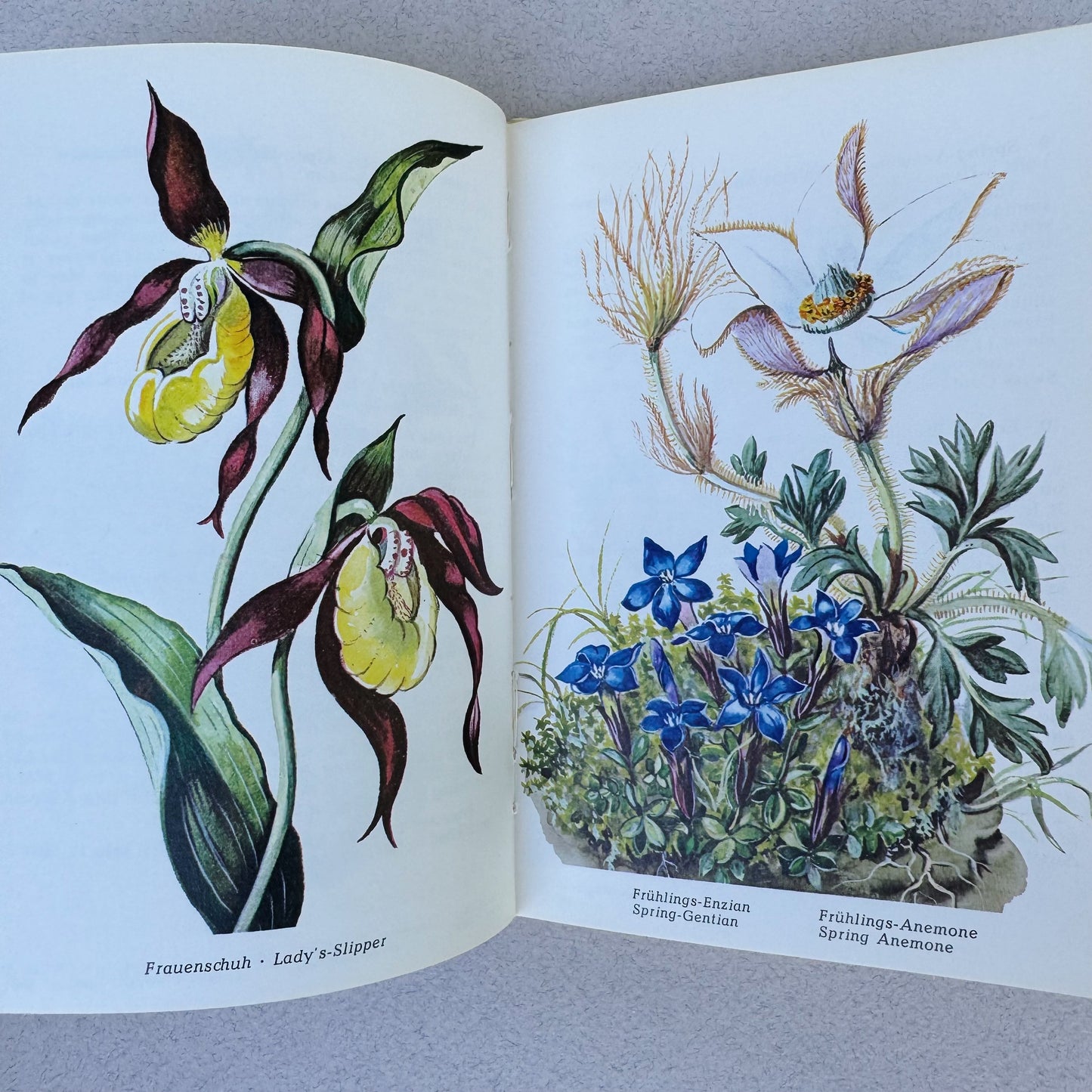 The Most Beautiful Alpine Flowers, Watercolor Botanical Book, Alpine Book Series