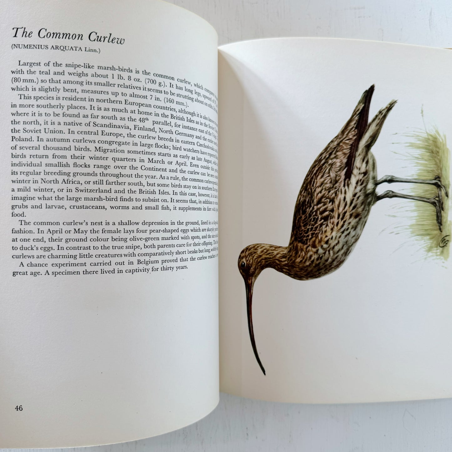 Birds of Heath and Marshland, 56 Plates in Colour, 1962