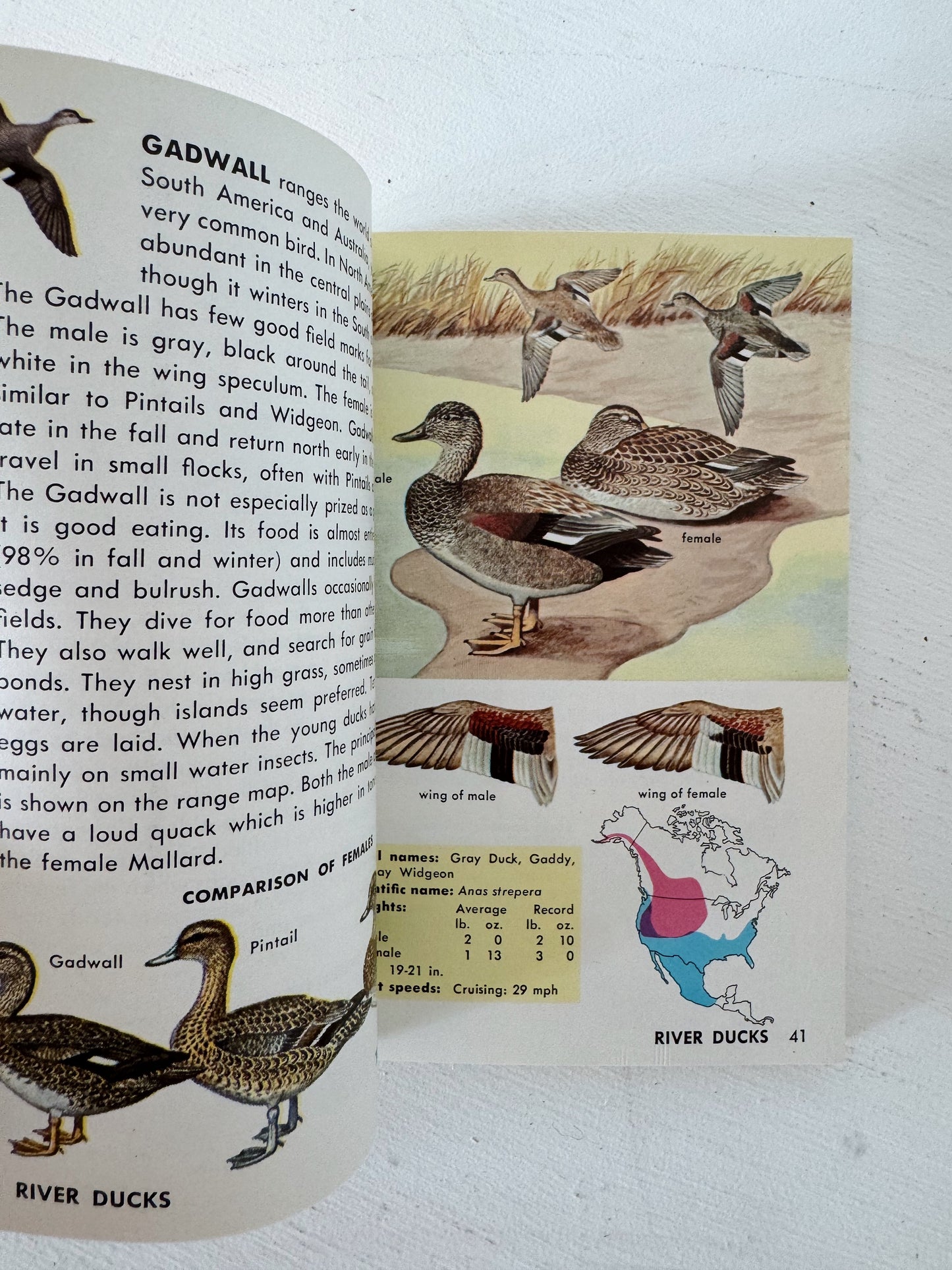 Game Birds A Golden Guide Paperback, Vintage 1964