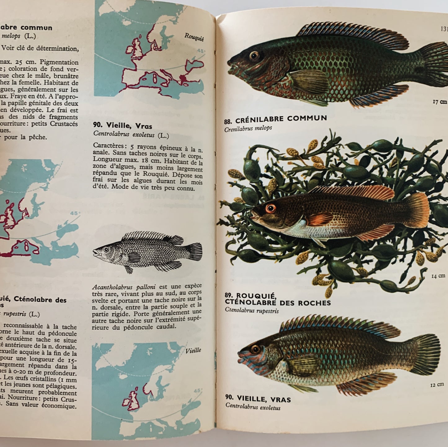 Les Guides Du Naturaliste - Guide Des Poissions De Mer Et Peche, 1966, French Illustrated Field Guide to Fish and Fishing