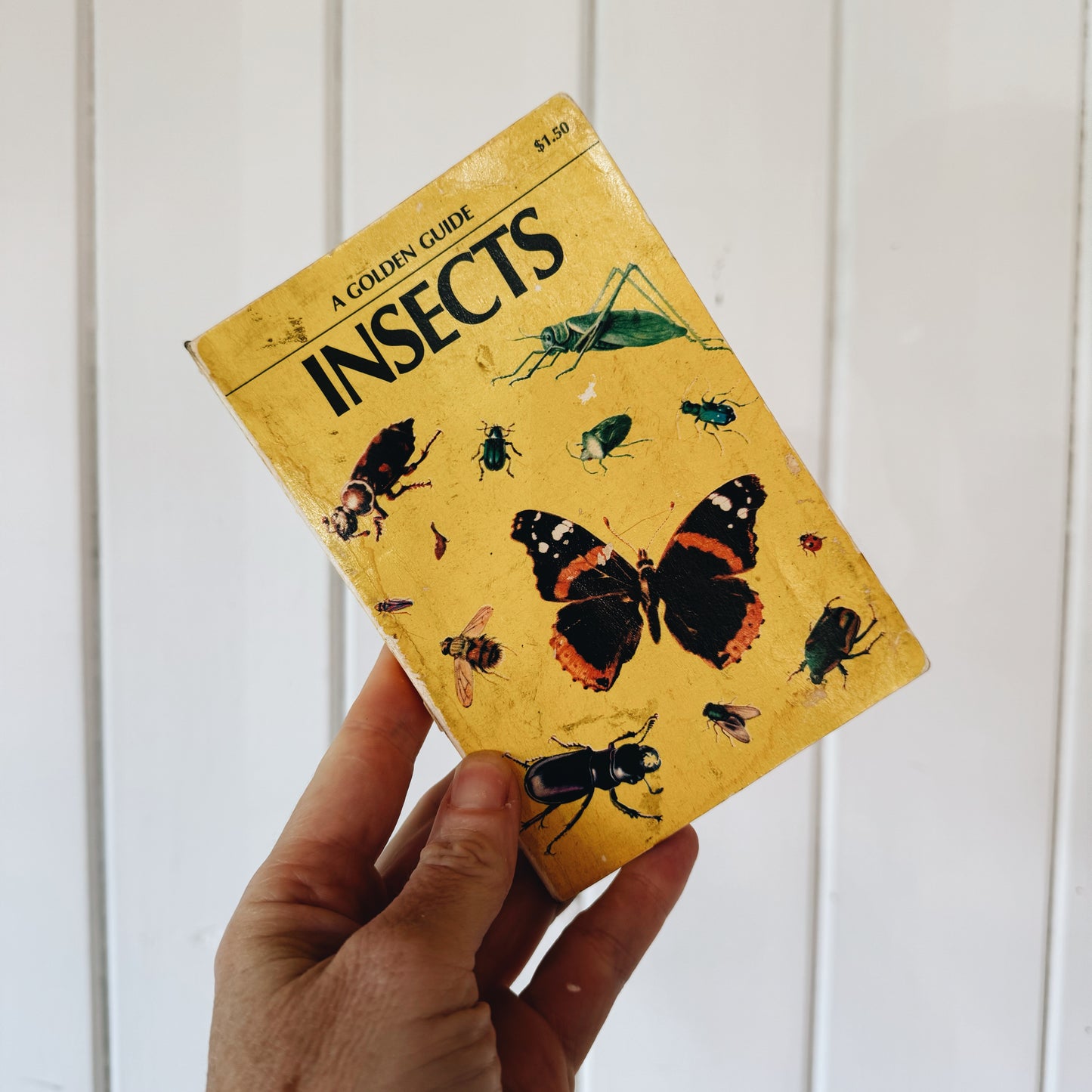 Insects A Golden Guide, Vintage 1956