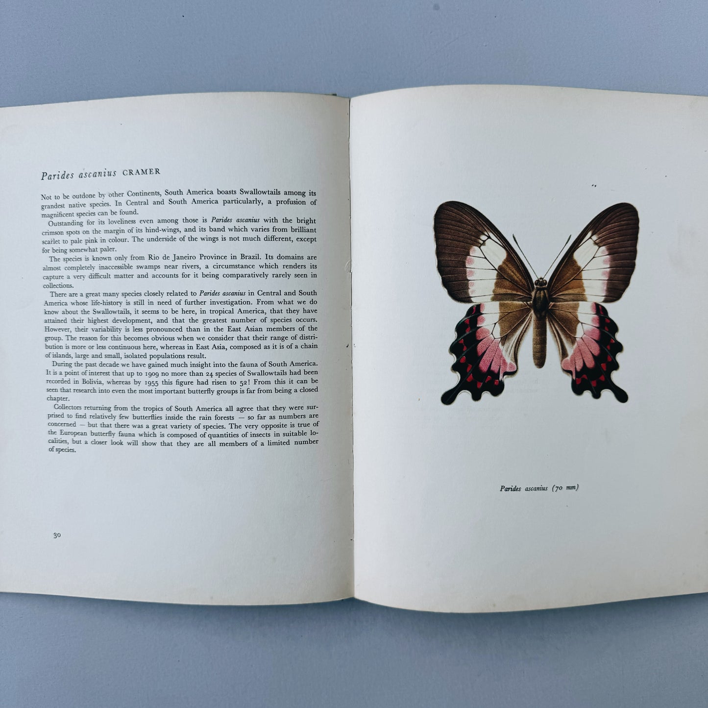 Beautiful Butterflies, Color Plates by F. Prochazka, 1964, Hardcover Book