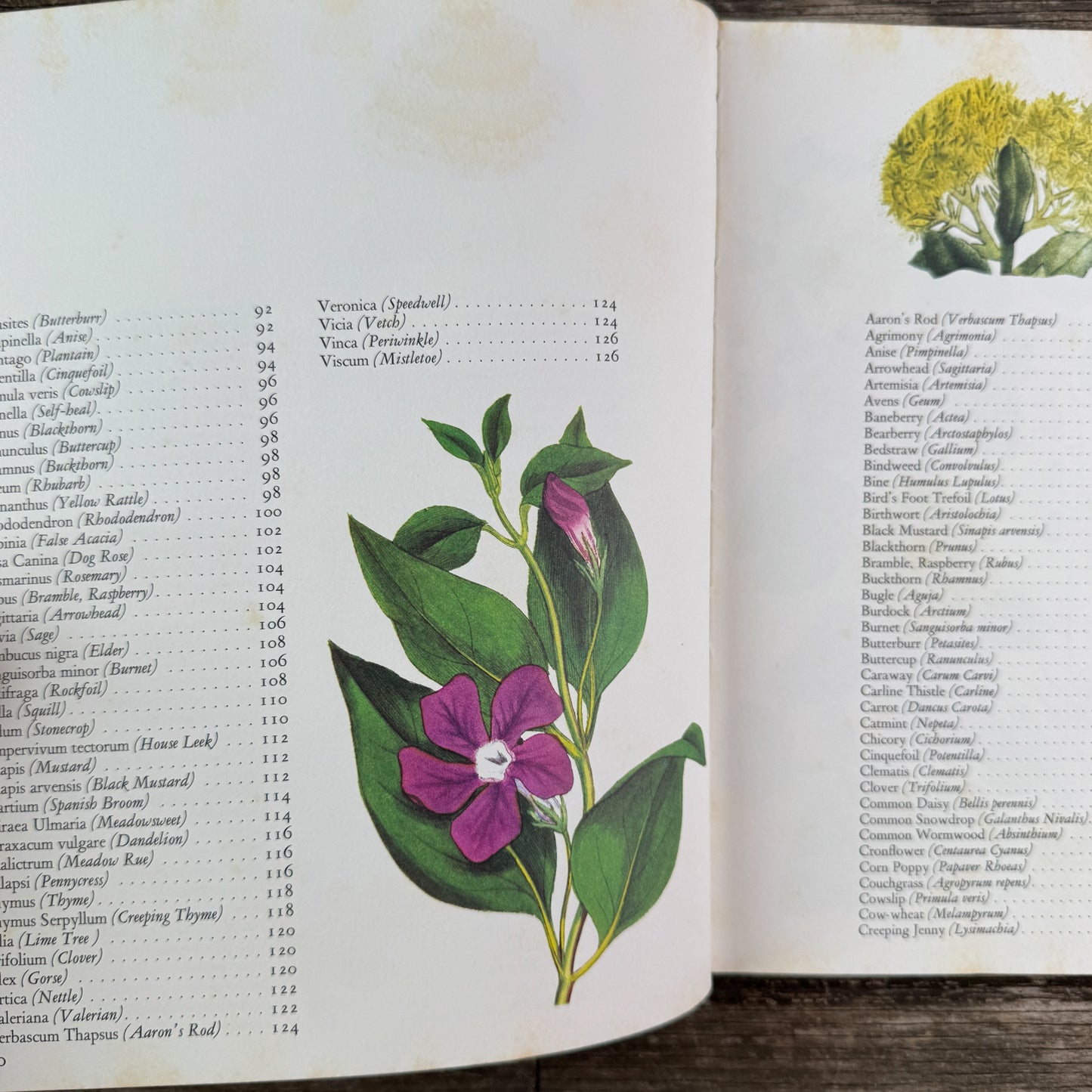 Wildflowers, Color Botanical Illustrations, 1973