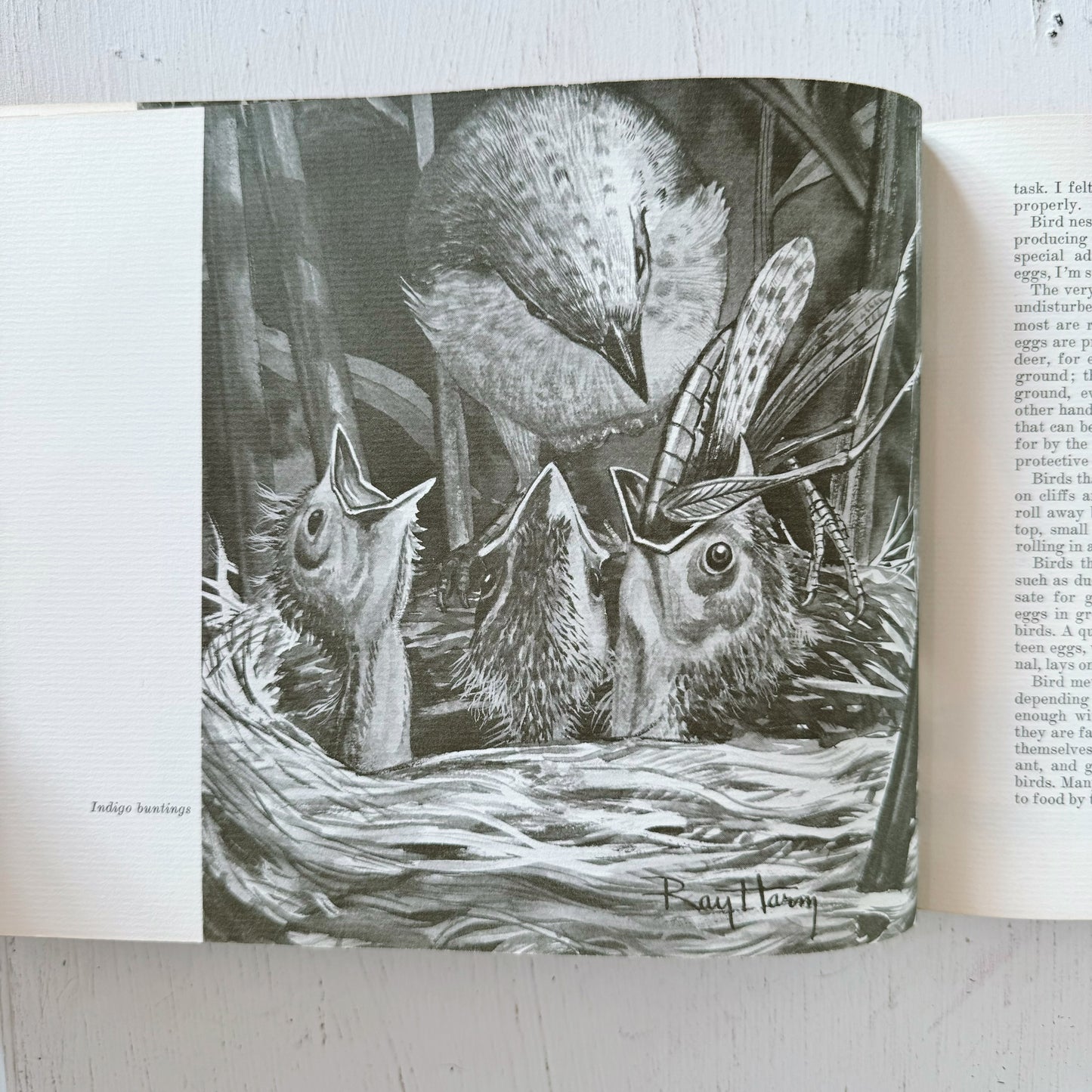 The Ray Harm Nature Sketchbook, First Edition, 1967 Naturalist Drawings