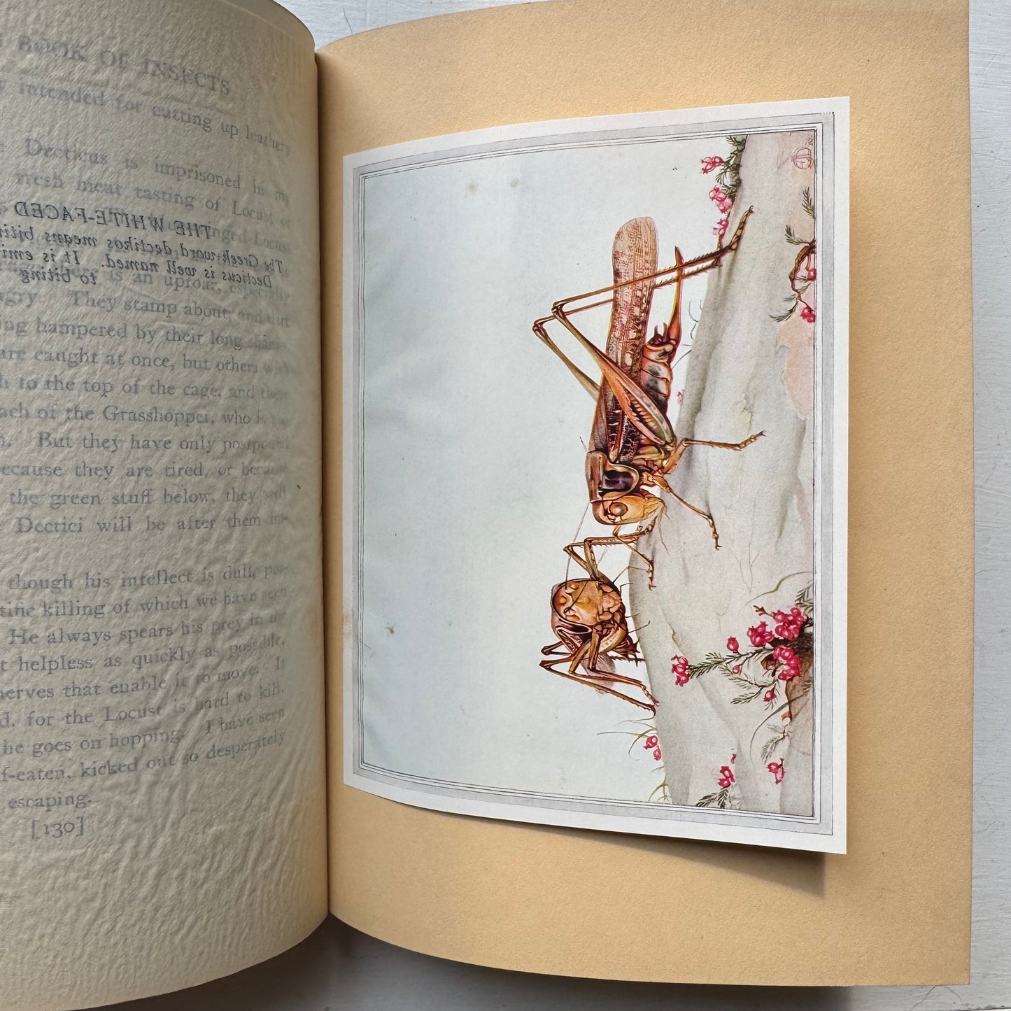 Fabre's Book of Insects, 1937 Sixth Printing, Illustrated Hardcover Nature Study