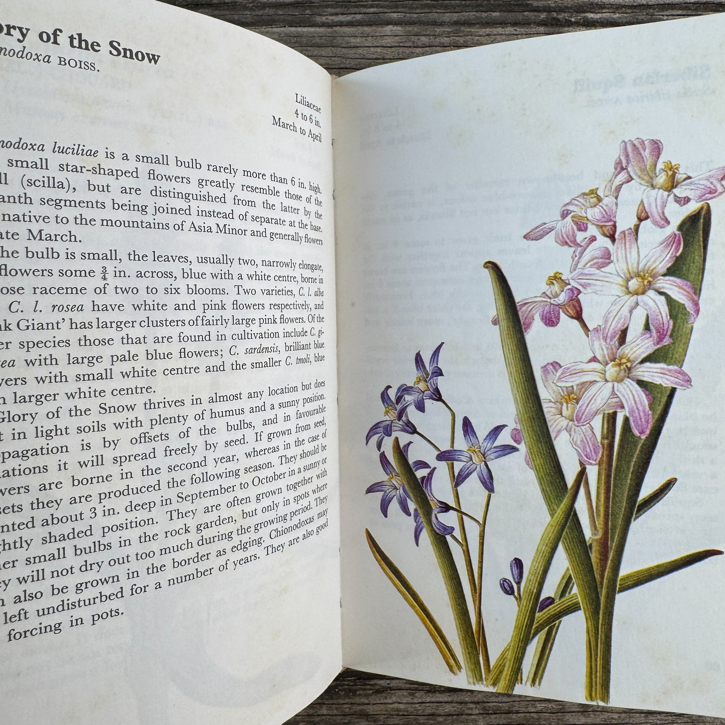 A Concise Guide in Color: Flowering Bulbs, Eva Petrova, 1989