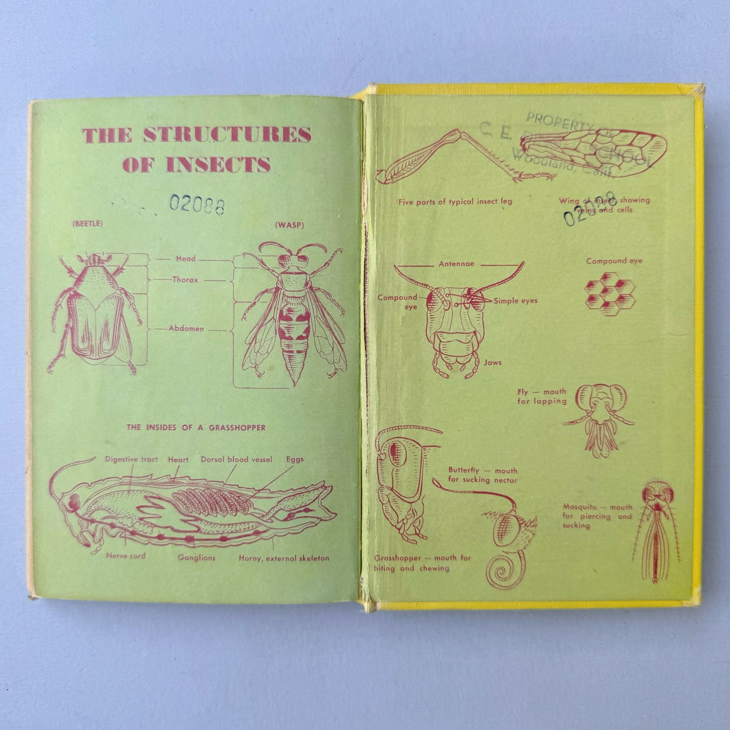 Insects A Golden Guide Hardcover, Vintage 1951