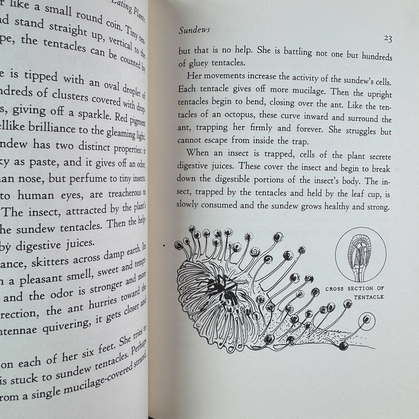 Insect-Eating Plants, Lynn and Gray Poole, 1963