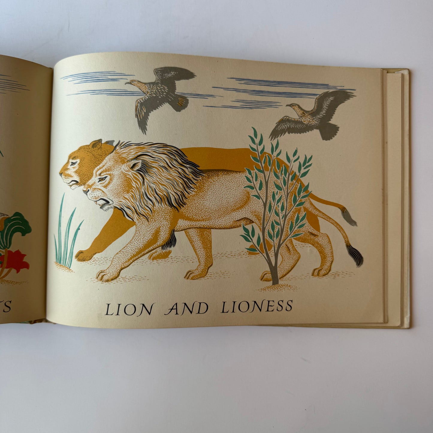 The Story of Noah, Clifford Webb, Illustrated 1949 Hardcover Picture Book