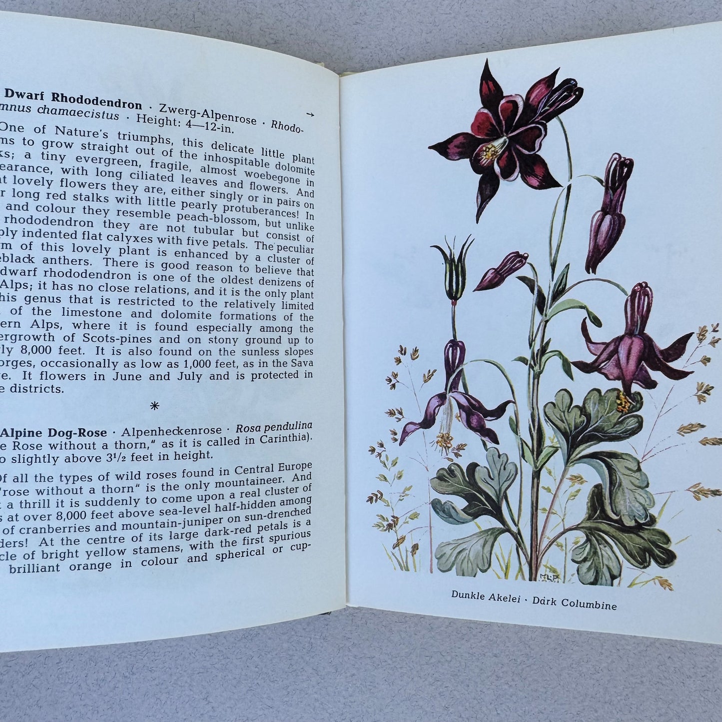 The Most Beautiful Alpine Flowers, Watercolor Botanical Book, Alpine Book Series