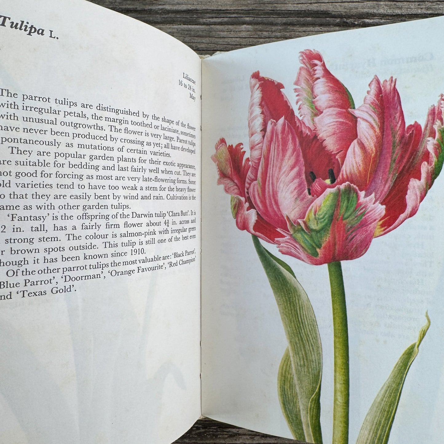 A Concise Guide in Color: Flowering Bulbs, Eva Petrova, 1989