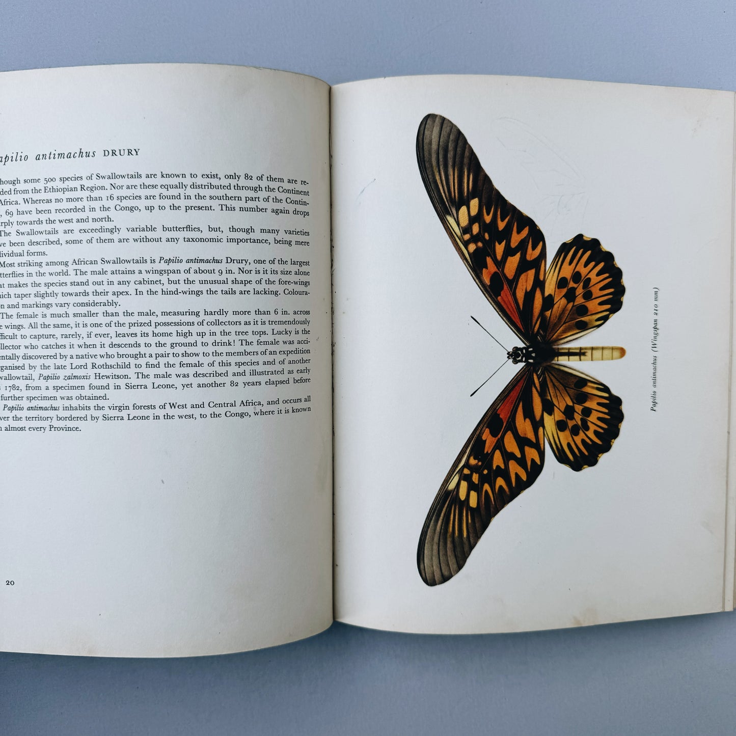 Beautiful Butterflies, Color Plates by F. Prochazka, 1964, Hardcover Book