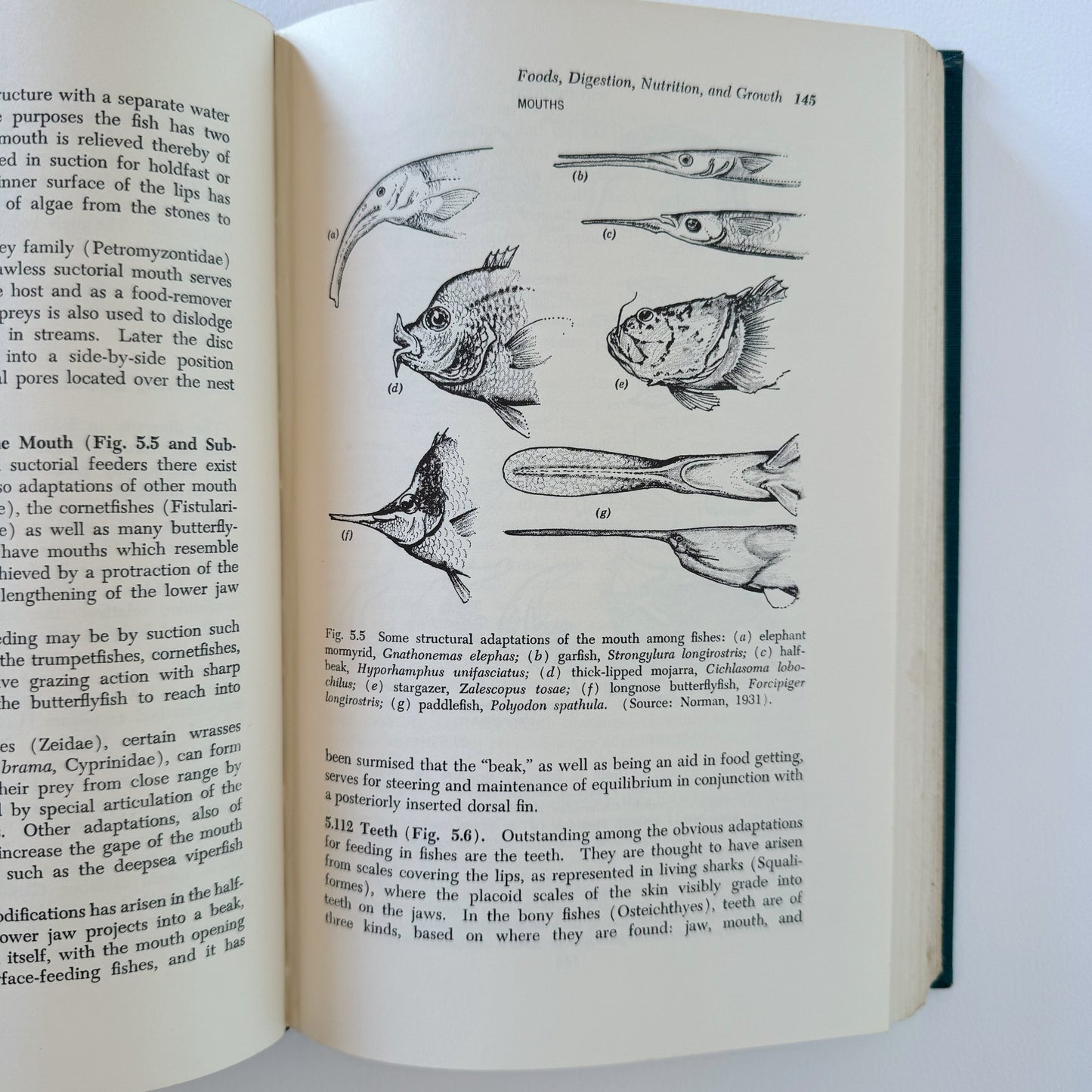 Ichthyology, Fish Zoology Vintage Mid-Century 1963 School Book (Copy)