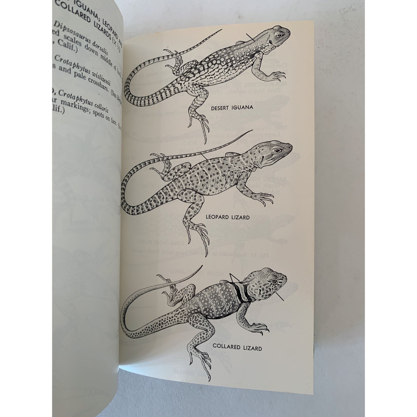 A Field Guide to Western Reptiles and Amphibians, 1966, Roger Tory Peterson, Hardcover