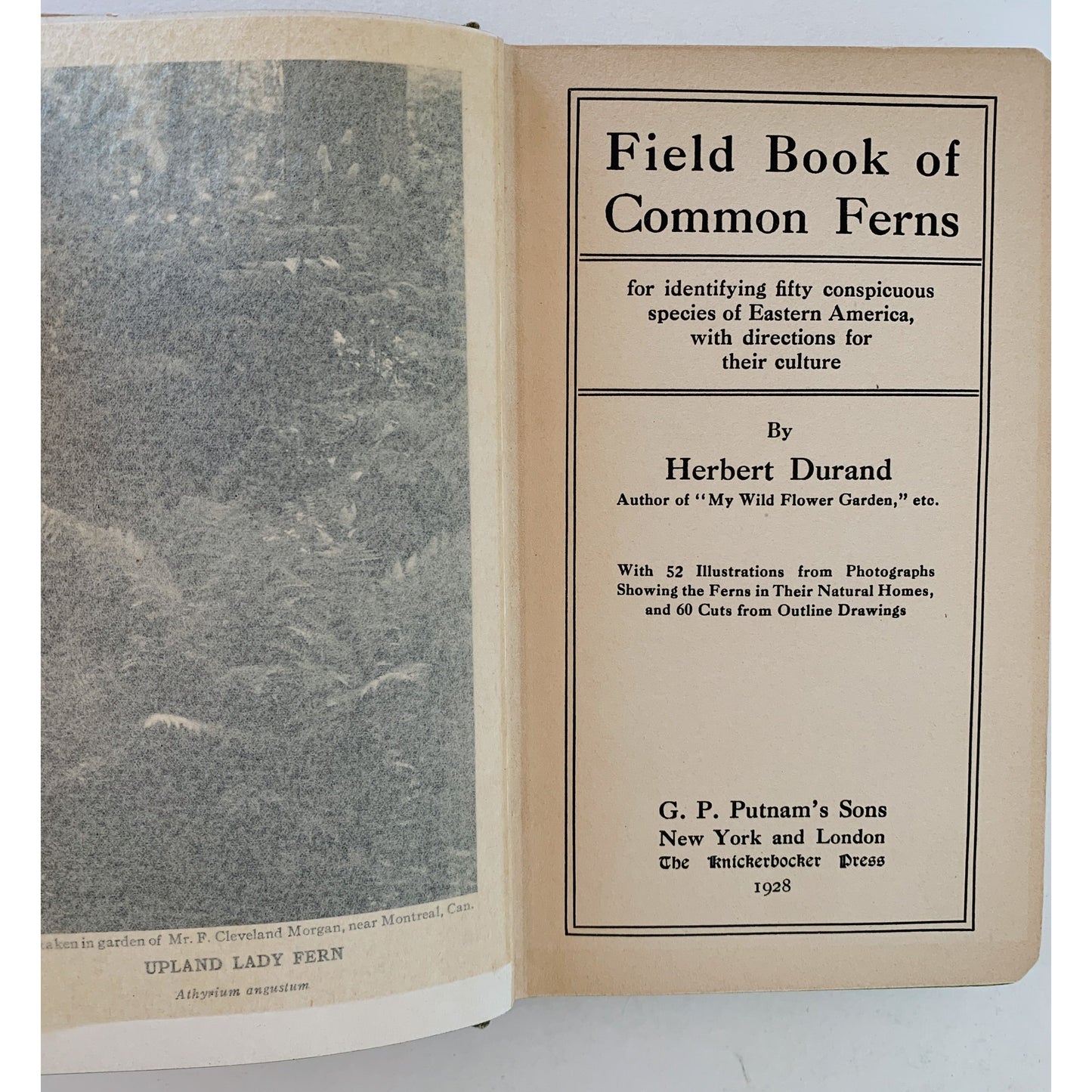 Field Book of Common Ferns, Eastern America, 1928