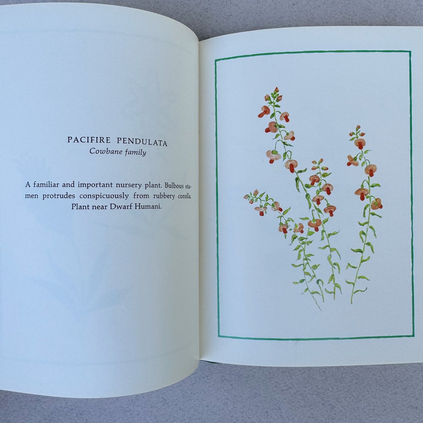 How Does Your Garden Grow? - 1980 Illustrated Botanical Pocket Sized Hardcover by Mary Hilliard Jackson