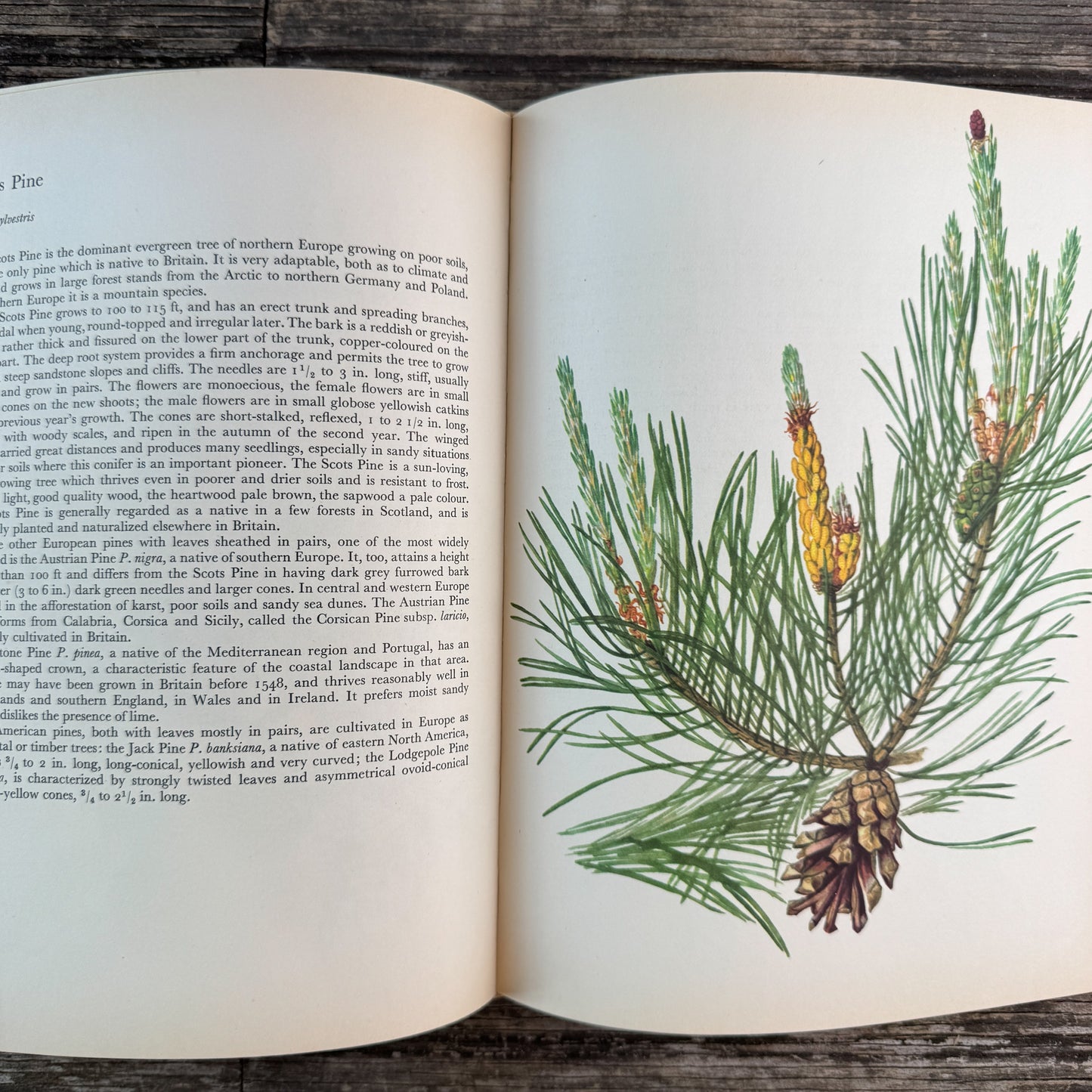 Trees of Parks and Gardens, J. Pokorny, Botanical Art, 1967