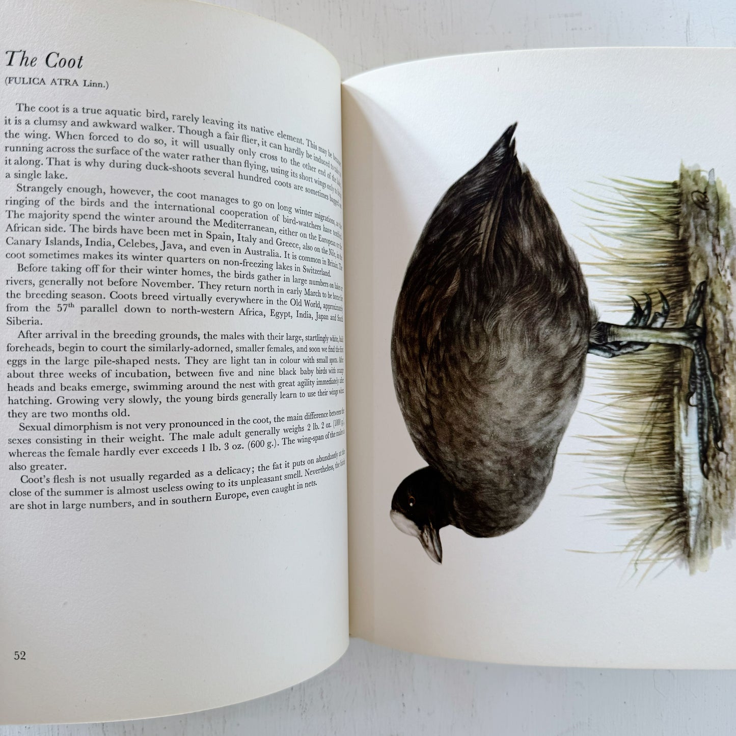 Birds of Heath and Marshland, 56 Plates in Colour, 1962