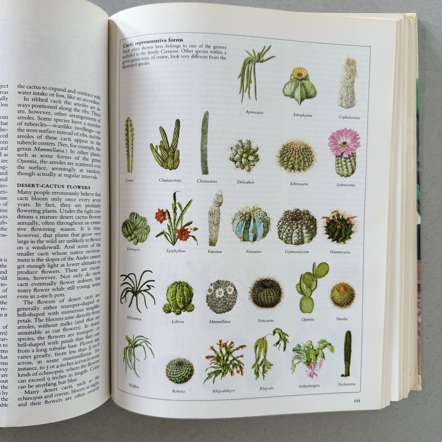 Reader's Digest Success With House Plants, Illustrated Botanical Book, 1979