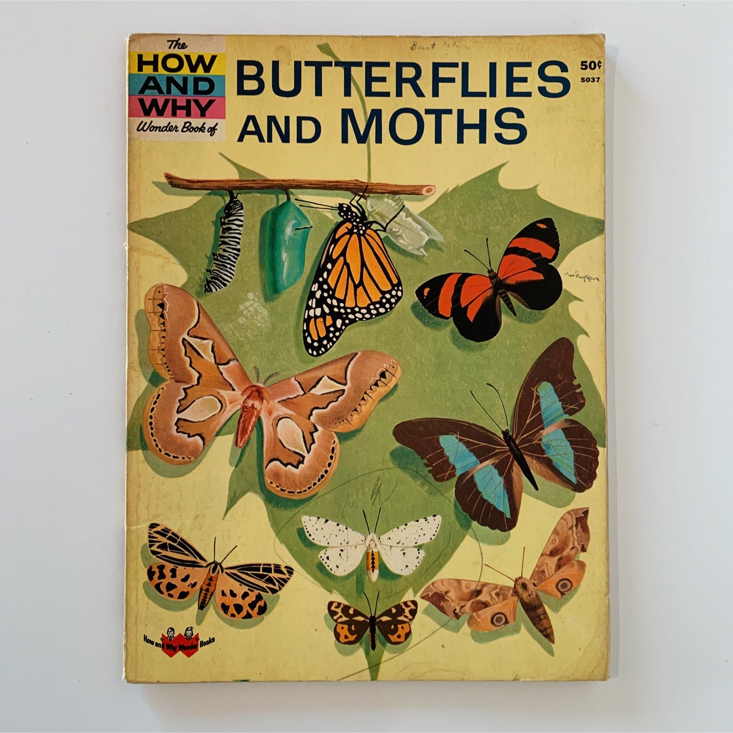 The How and Why Wonder Book of Butterflies and Moths, 1963