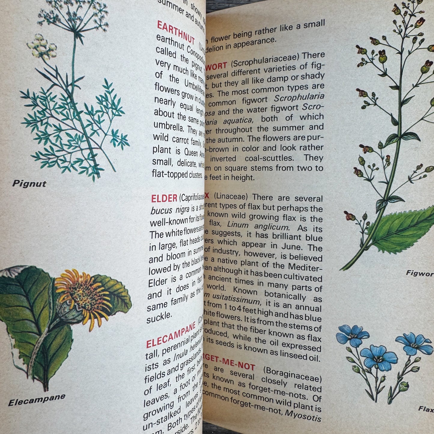 The World of Wildflowers, Botanical Illustrations, 1972