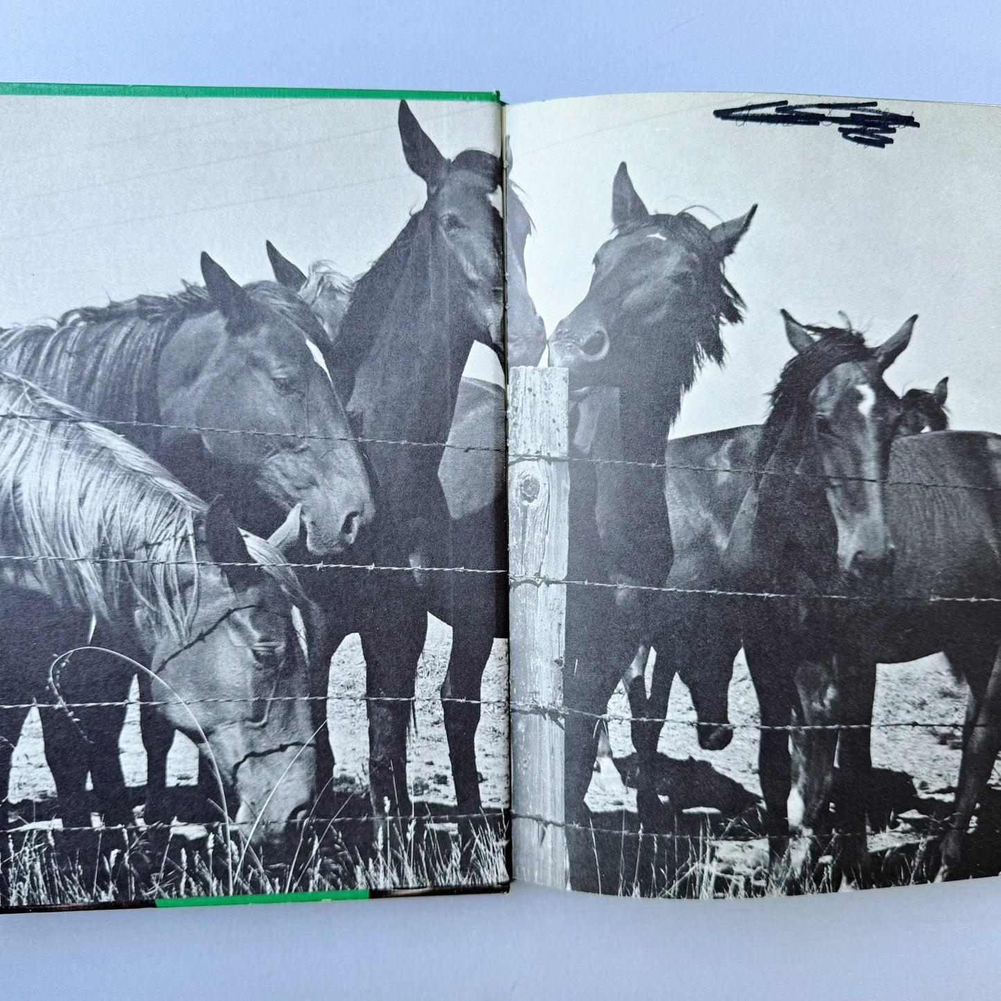 All About Horses, Marguerite Henry, 1962, Illustrated Children's Nonfiction