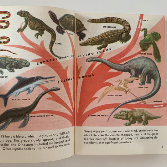 Reptiles and Amphibians A Golden Guide Paperback 1956