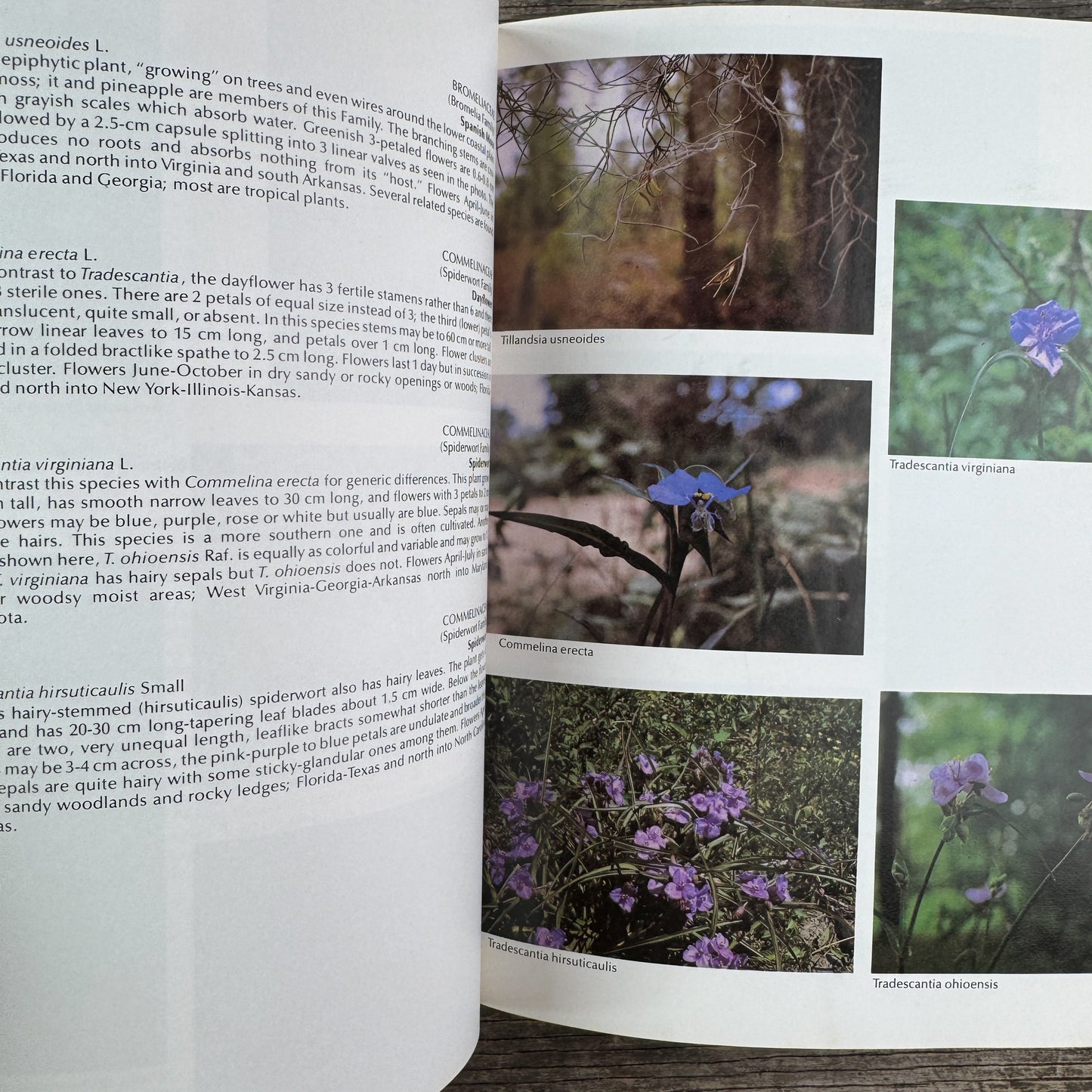 A Guide to Wildflowers of the Mid-South, 1979