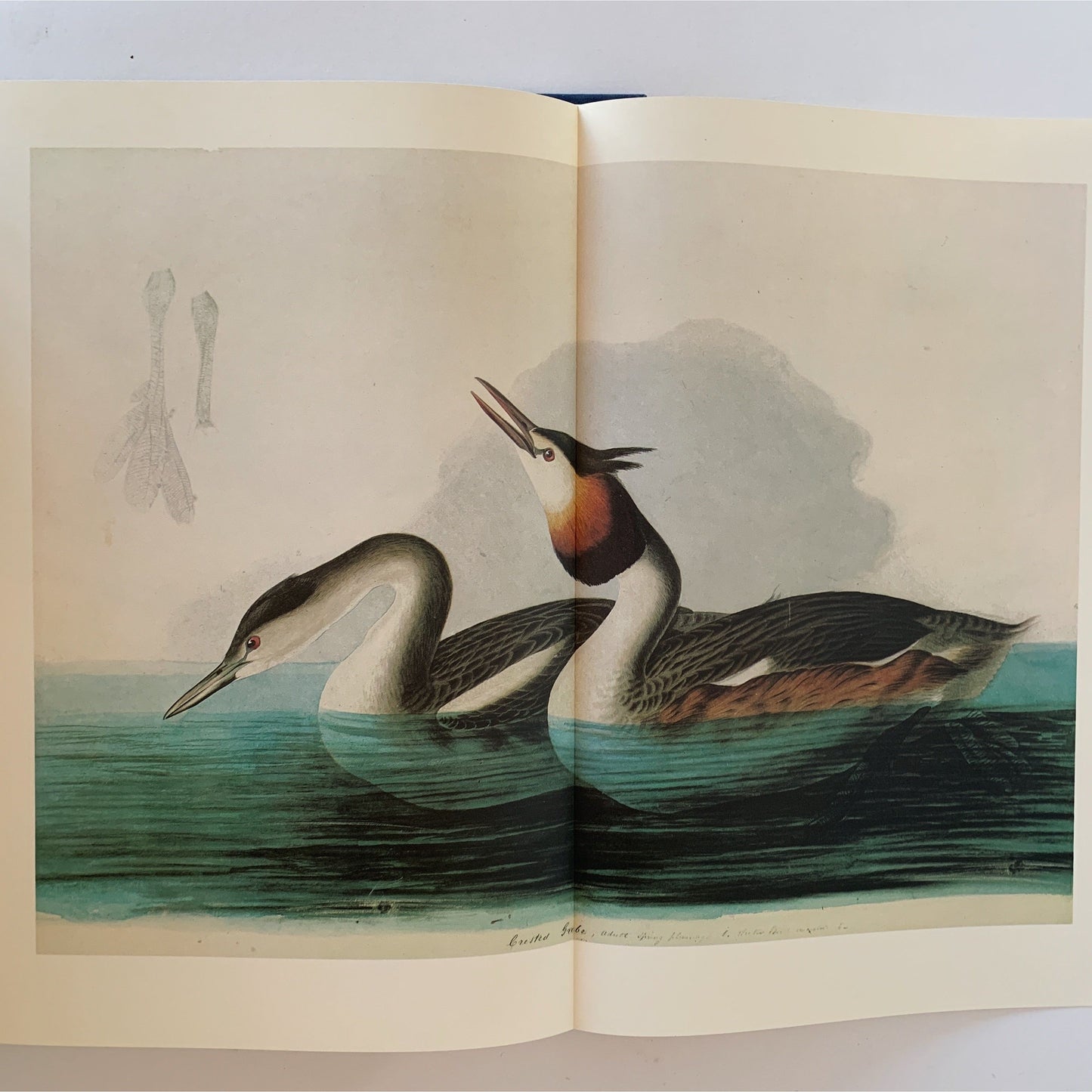 The Original Watercolor Paintings by John James Audubon for The Birds of America, 1966, Two Volumes Slipcased