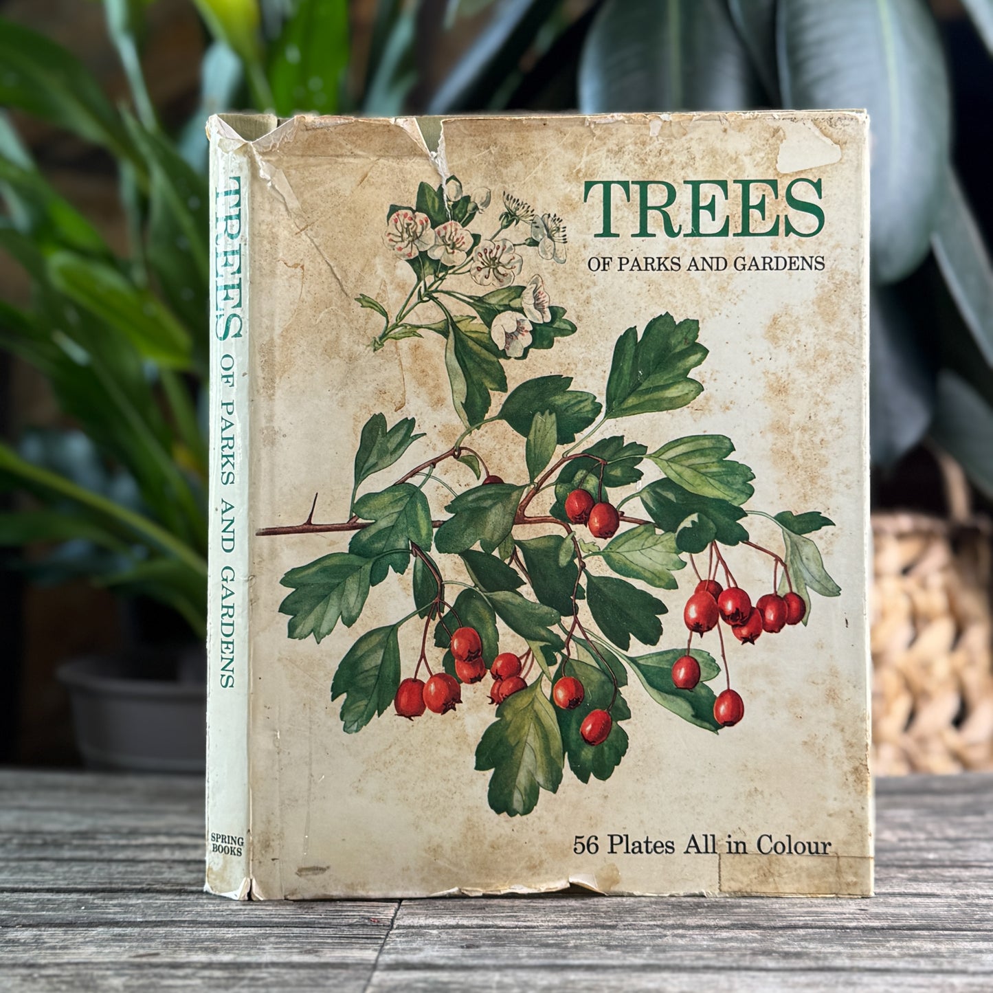 Trees of Parks and Gardens, J. Pokorny, Botanical Art, 1967