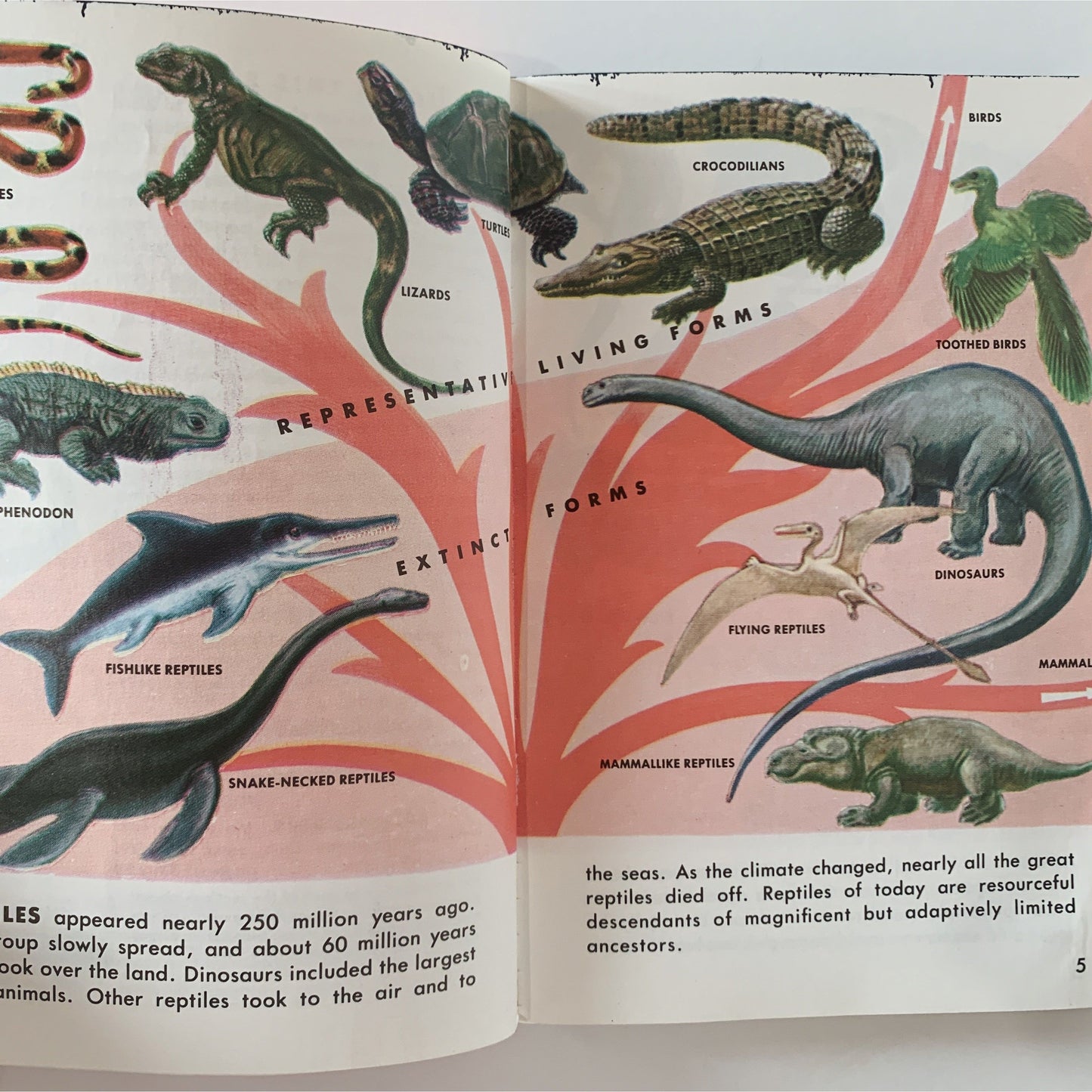 Reptiles and Amphibians A Golden Guide Paperback 1987