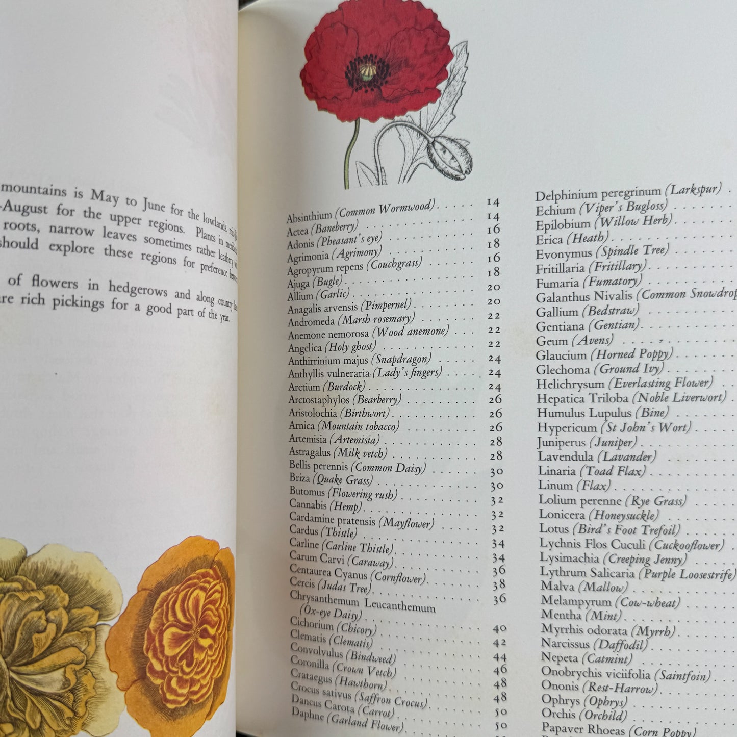 Wildflowers, Color Botanical Illustrations, 1973
