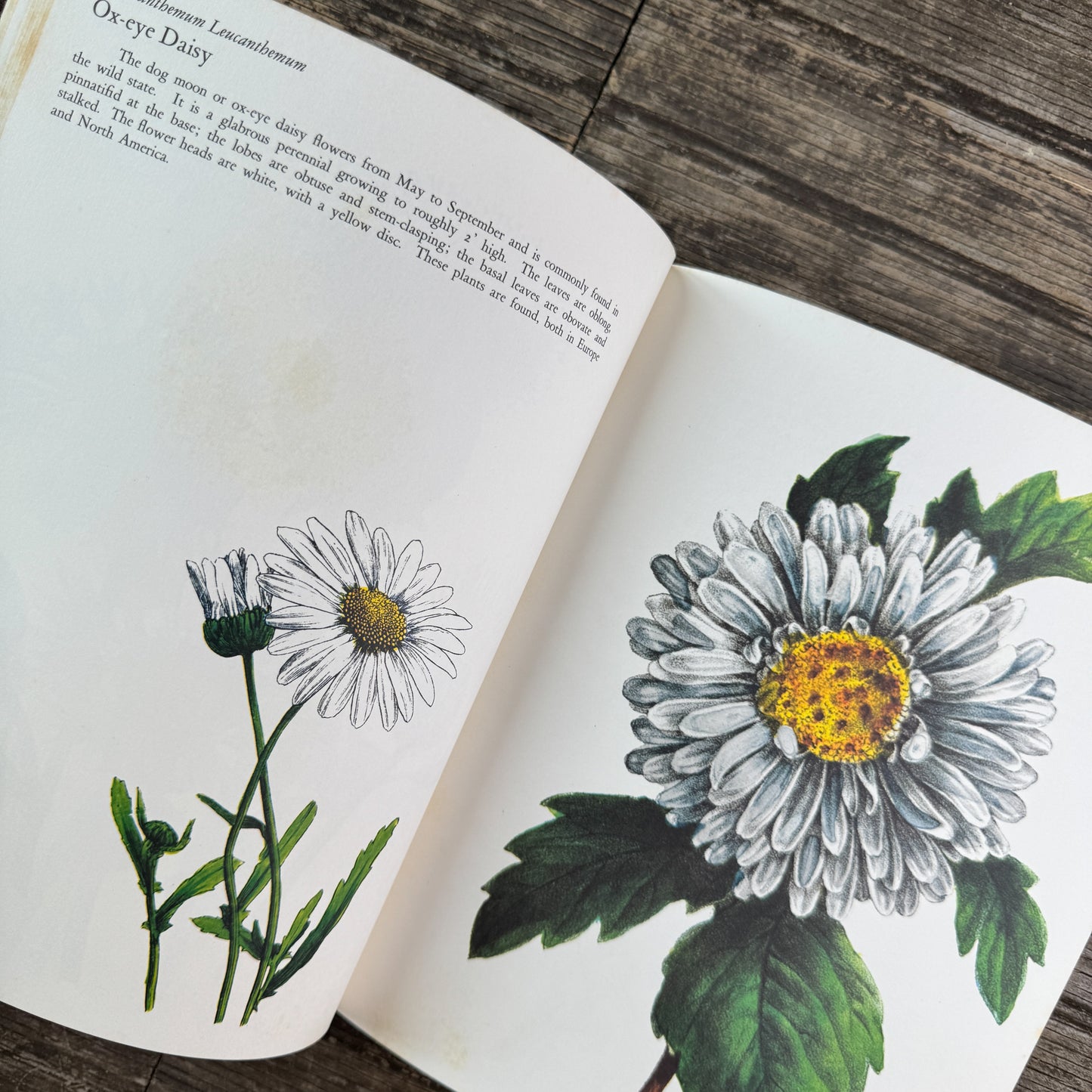 Wildflowers, Color Botanical Illustrations, 1973