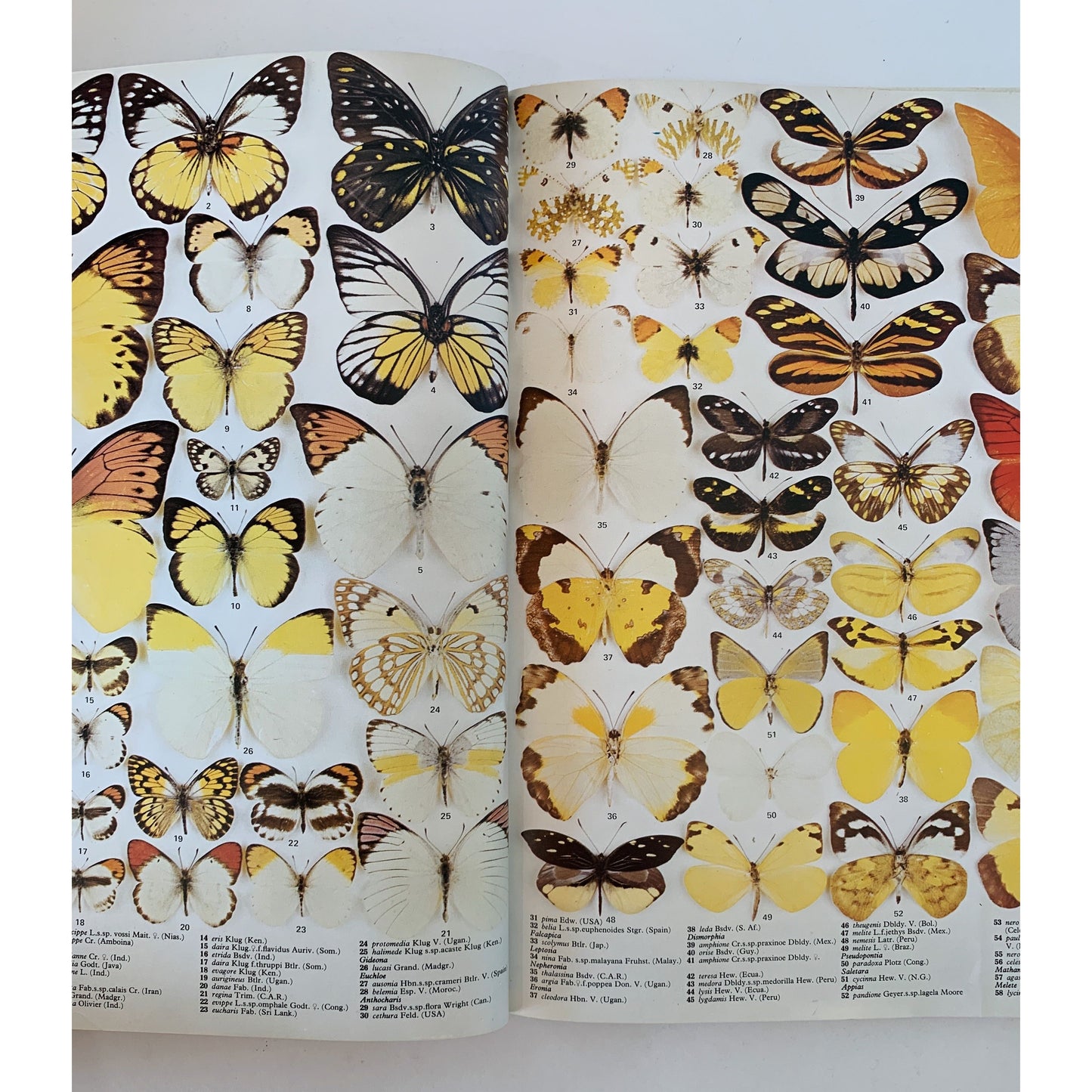 The Illustrated Encyclopedia of the Butterfly World, 1975 Oversized Book