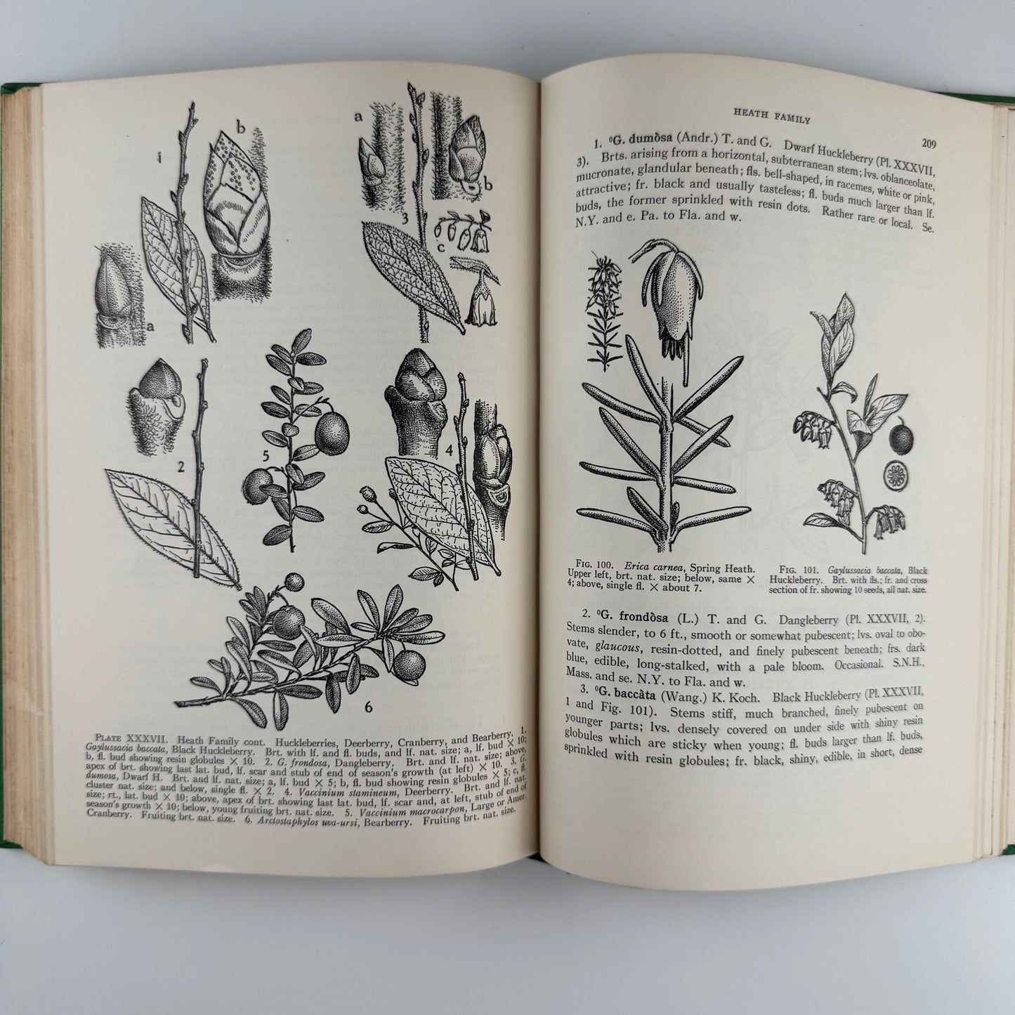 A Field Guide to Trees and Shrubs, Roger Tory Peterson 1972 Hardcover