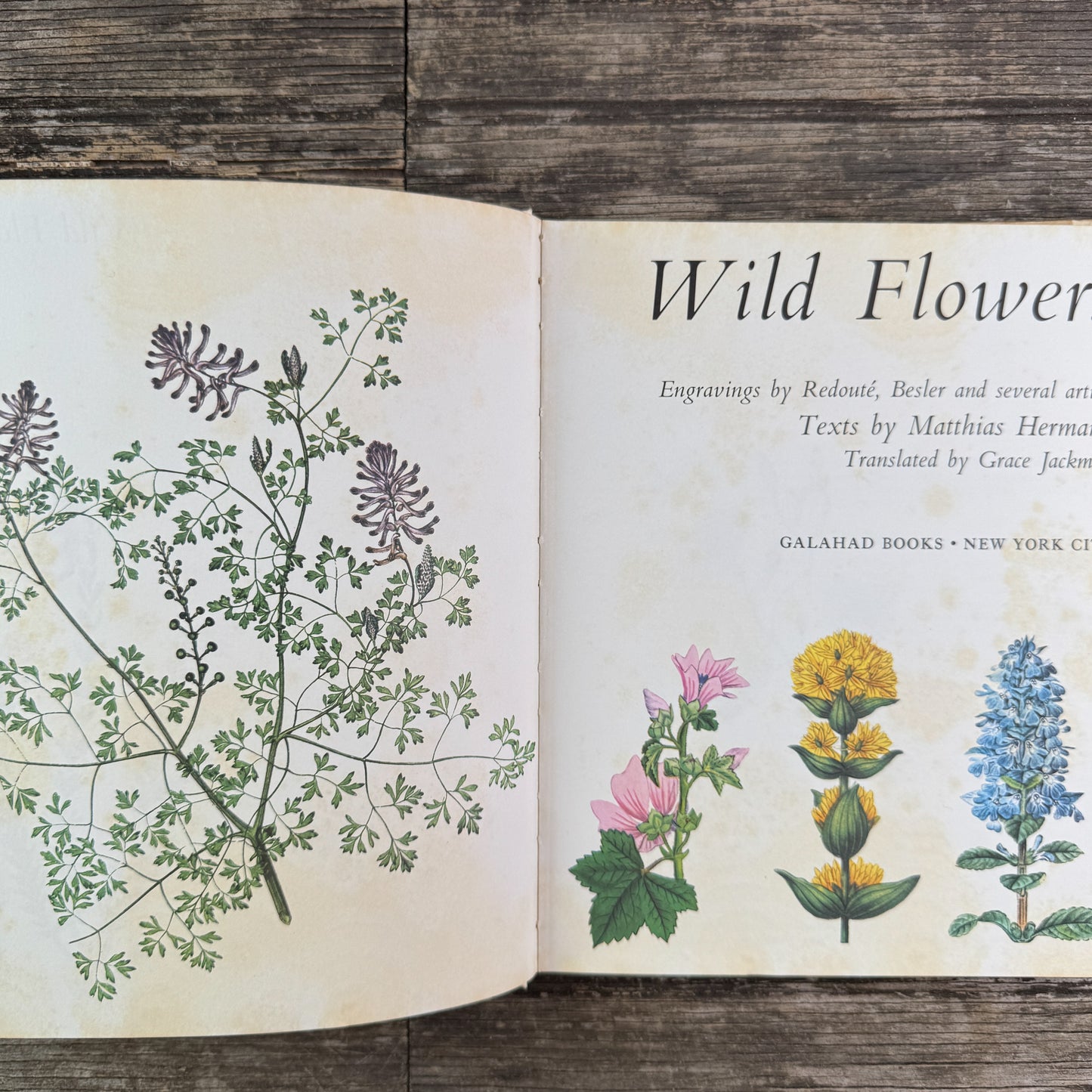 Wildflowers, Color Botanical Illustrations, 1973