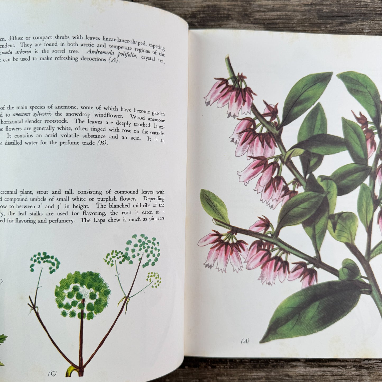 Wildflowers, Color Botanical Illustrations, 1973