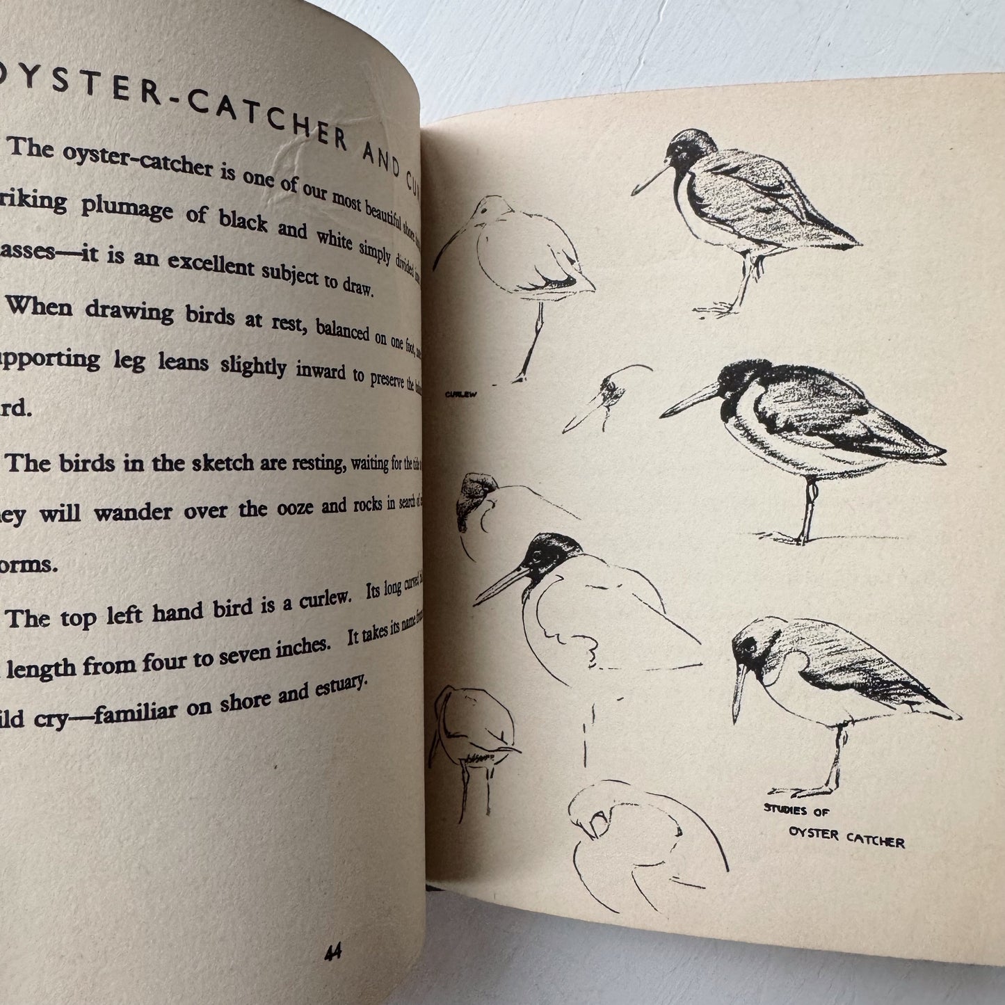 How To Draw Birds, Raymond Sheppard, 1943 Art Guide