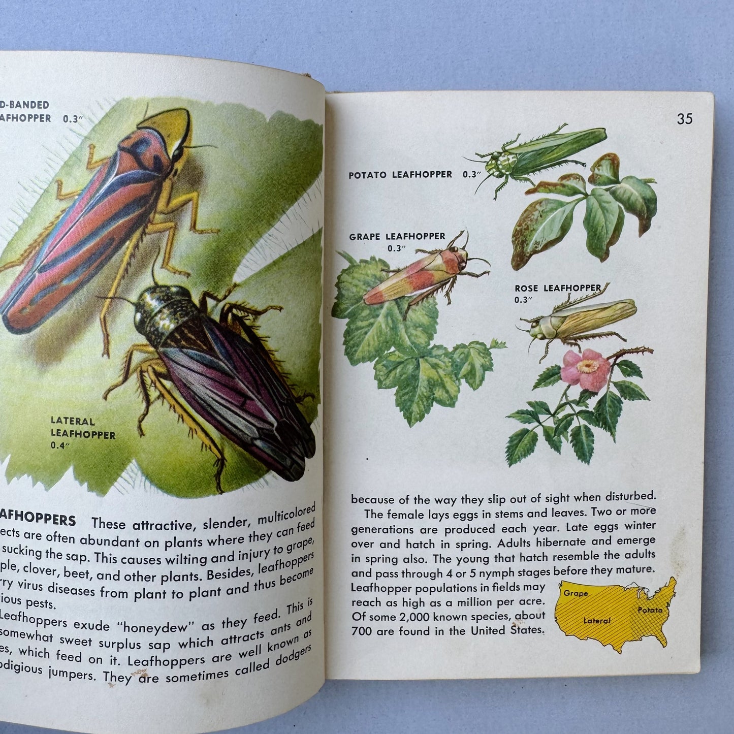 Insects A Golden Guide Hardcover, Vintage 1951