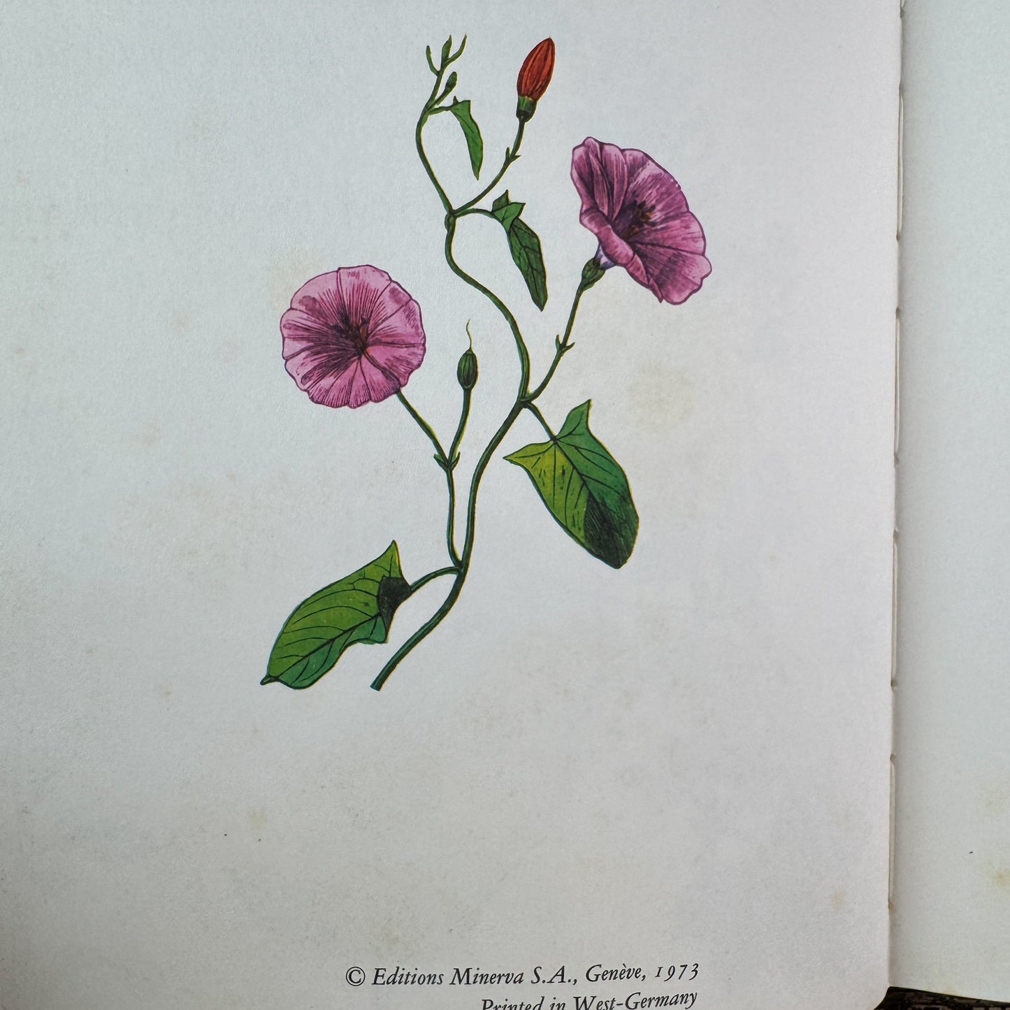 Wildflowers, Color Botanical Illustrations, 1973