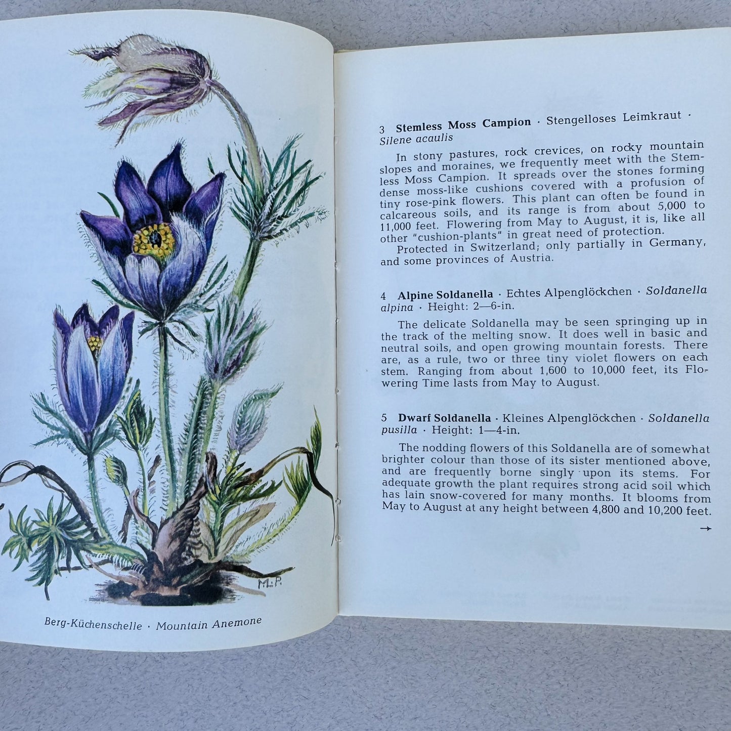 The Most Beautiful Alpine Flowers, Watercolor Botanical Book, Alpine Book Series