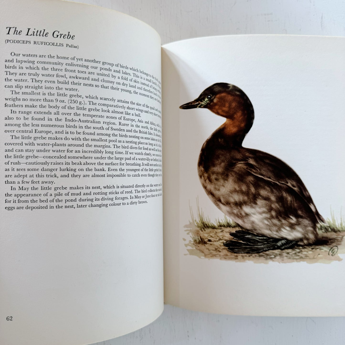 Birds of Heath and Marshland, 56 Plates in Colour, 1962