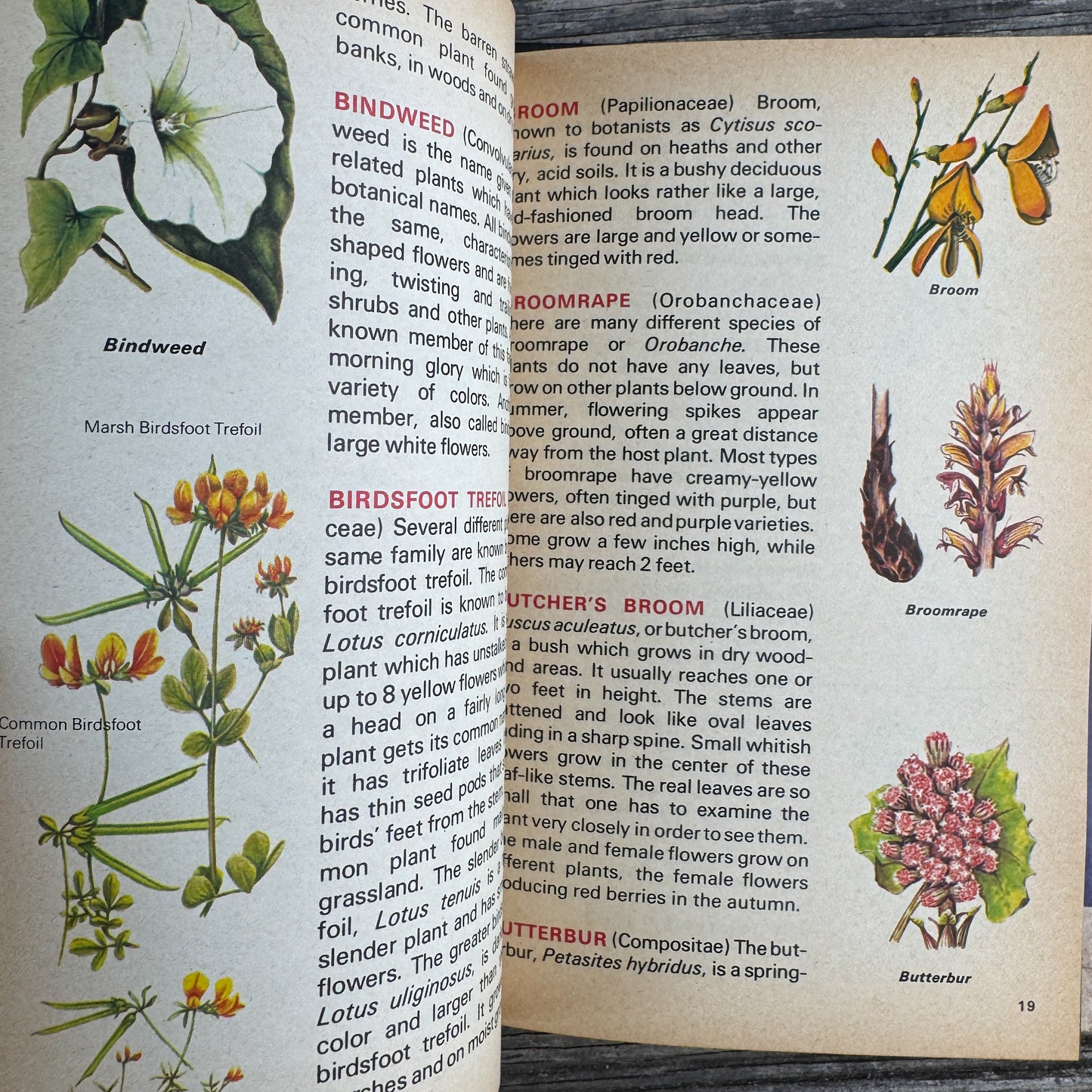 The World of Wildflowers, Botanical Illustrations, 1972