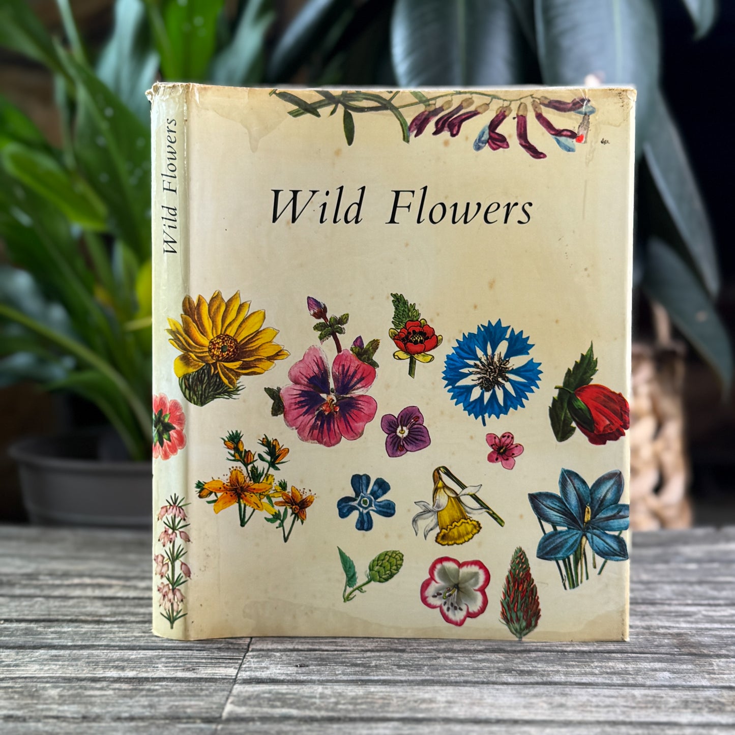 Wildflowers, Color Botanical Illustrations, 1973